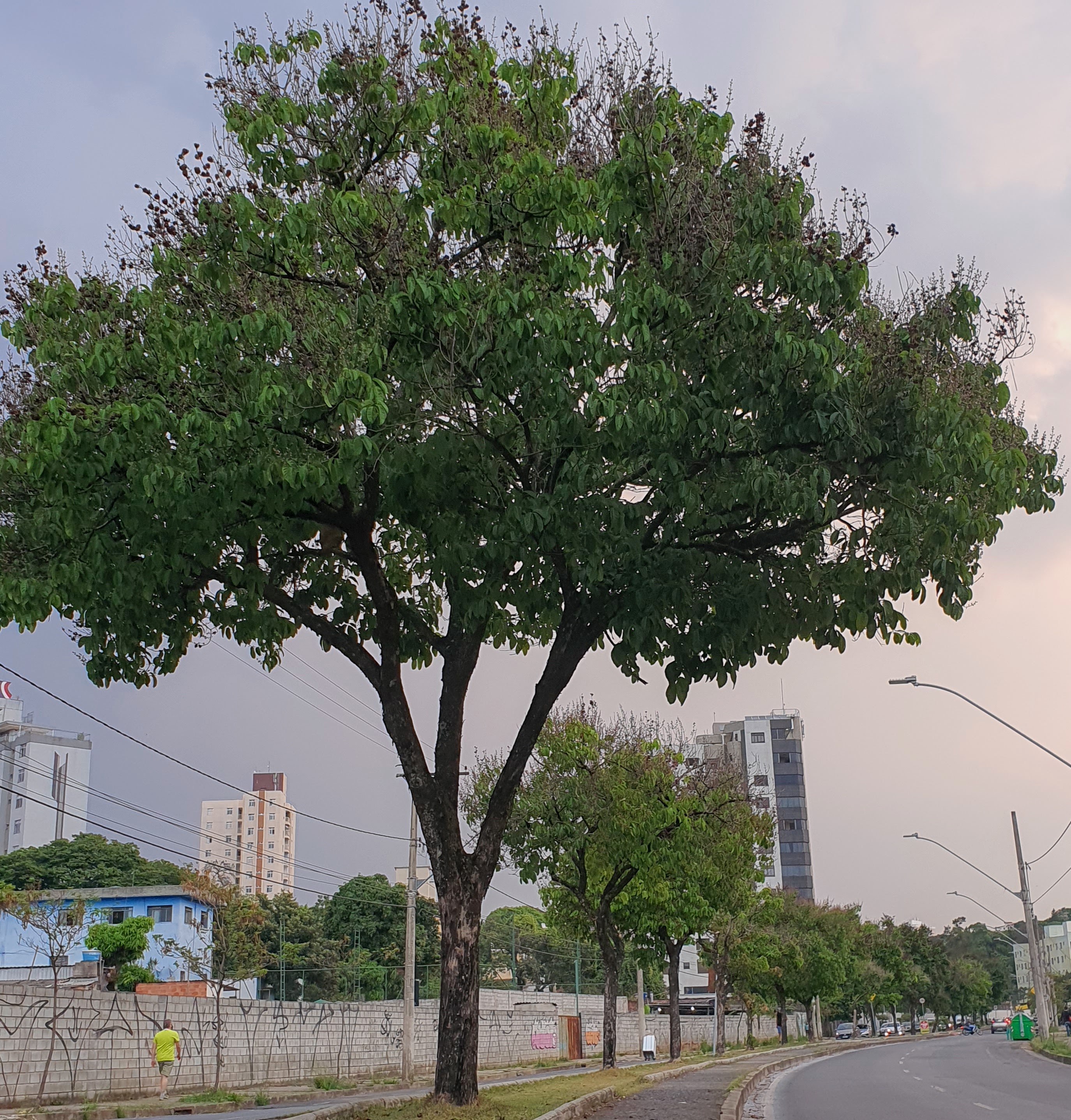 Enfileiramento de resedás-graúdo.