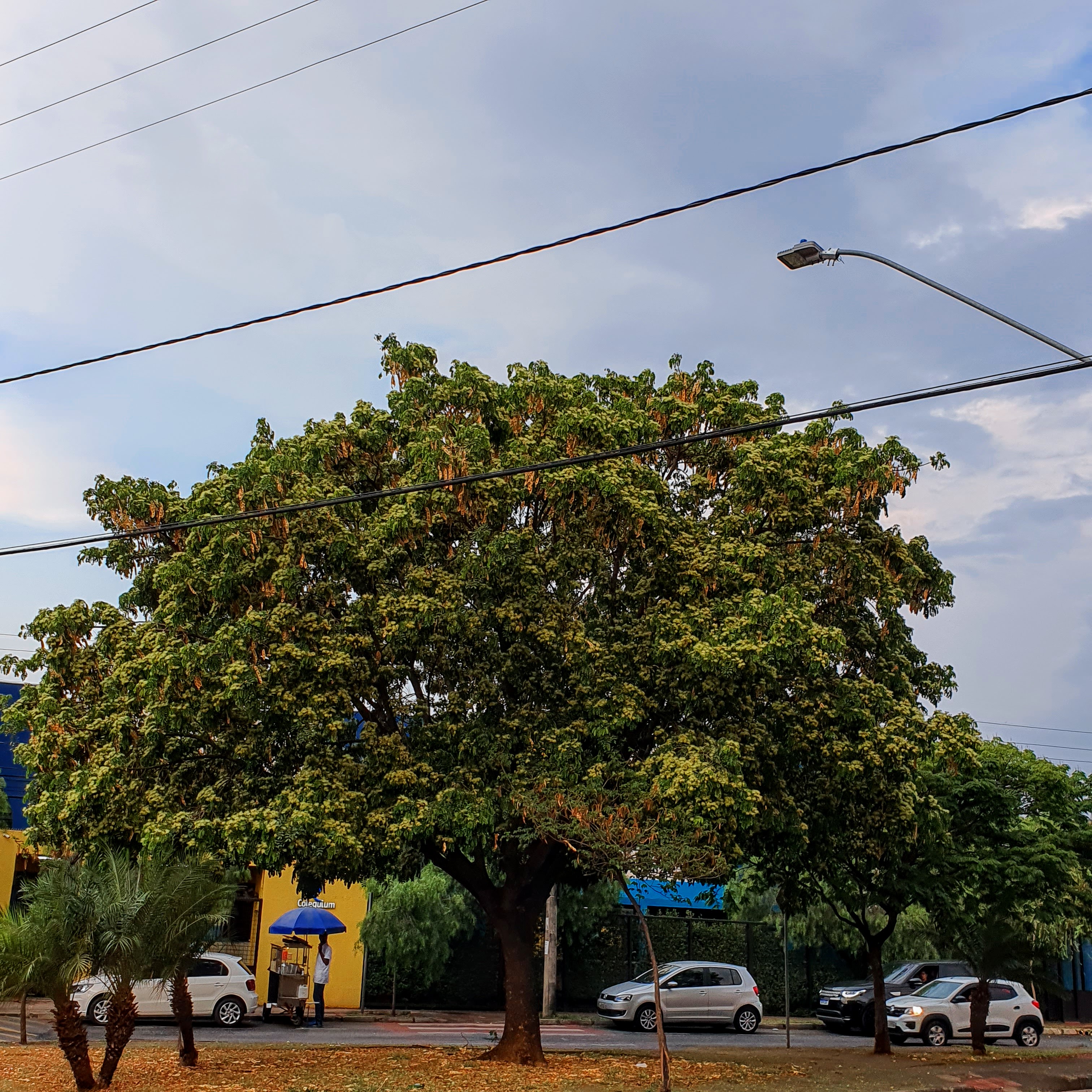 Albizia lebbeck coração de negro Biologia da Paisagem