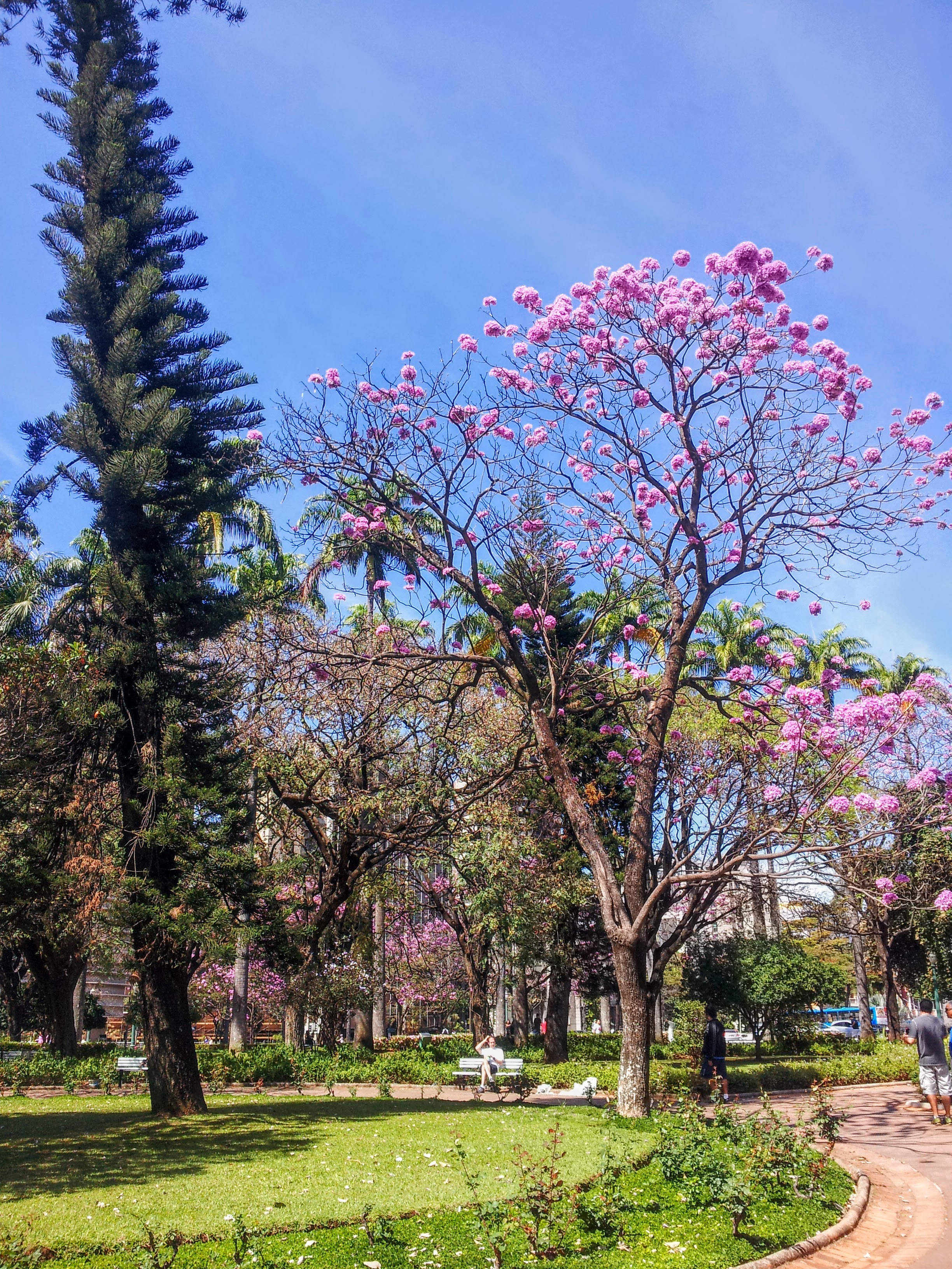 Praça da Liberdade - BH - Ipê Rosa, Sem pedir licença elas …