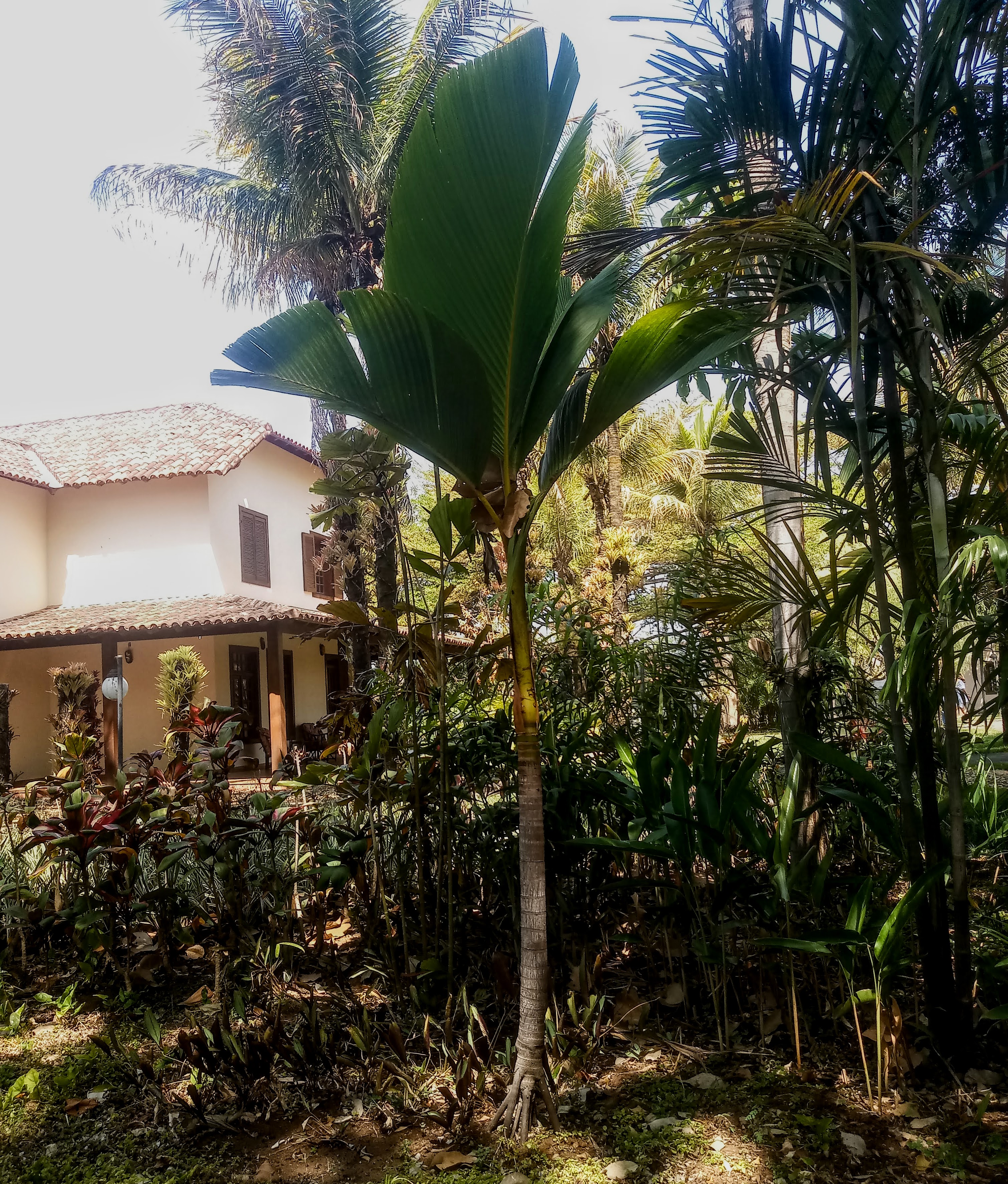 A palmeira-dourada é muito rara em cultivo, normalmente associada a coleções botânicas, como essa do Campus Ceap Design, em Inhaúma - MG.