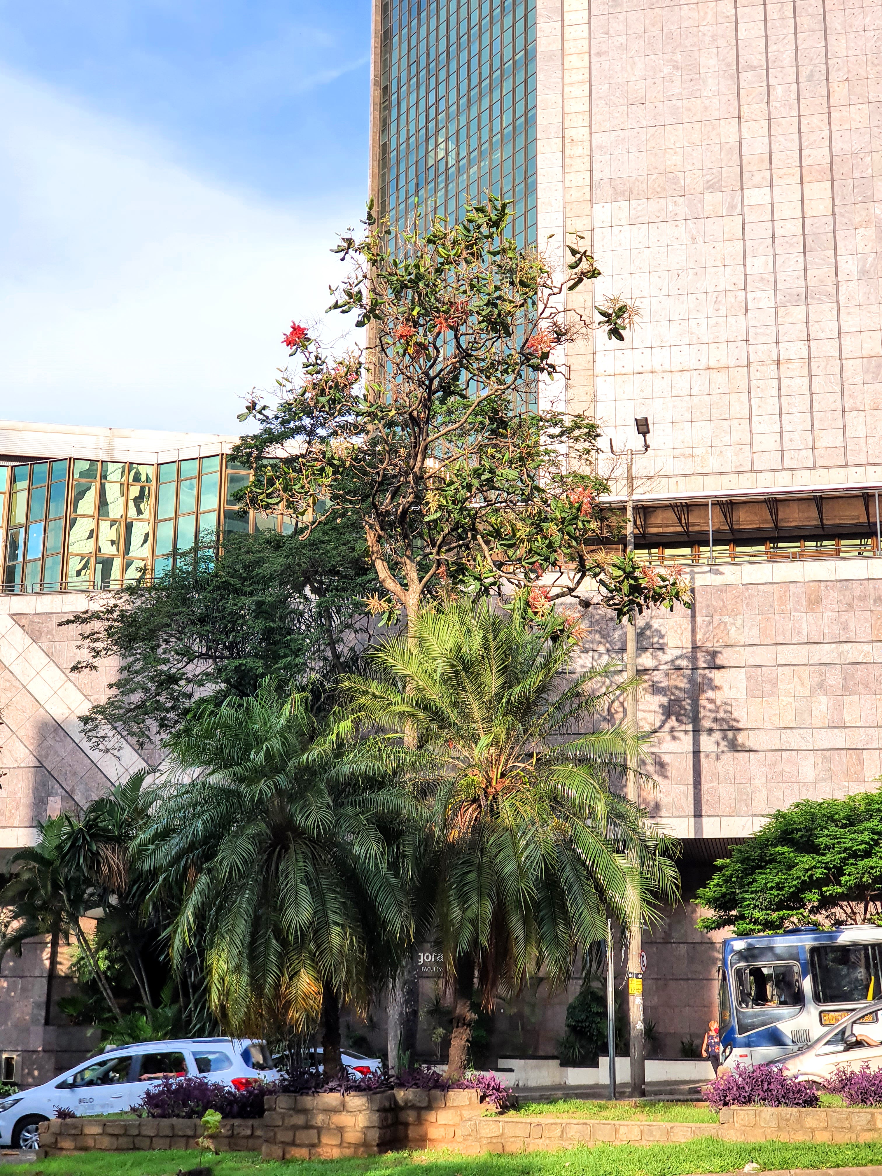 Pau-formiga na avenida Afonso Pena.