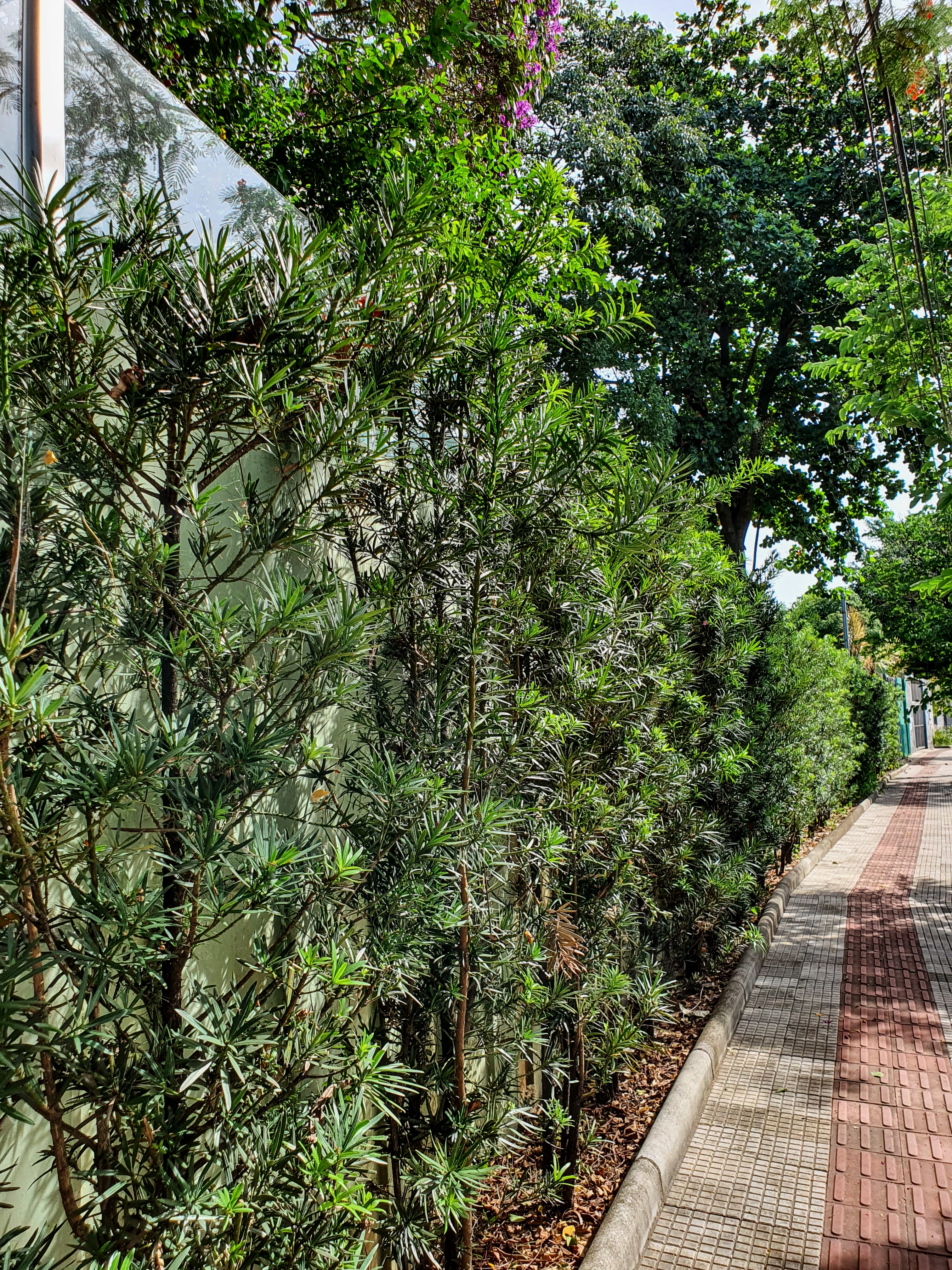 Uso muito comum do pinheiro-budista, como renque junto a muros. Imagem de jardim próximo ao Marco Zero do Parque Ecológico da Pampulha.