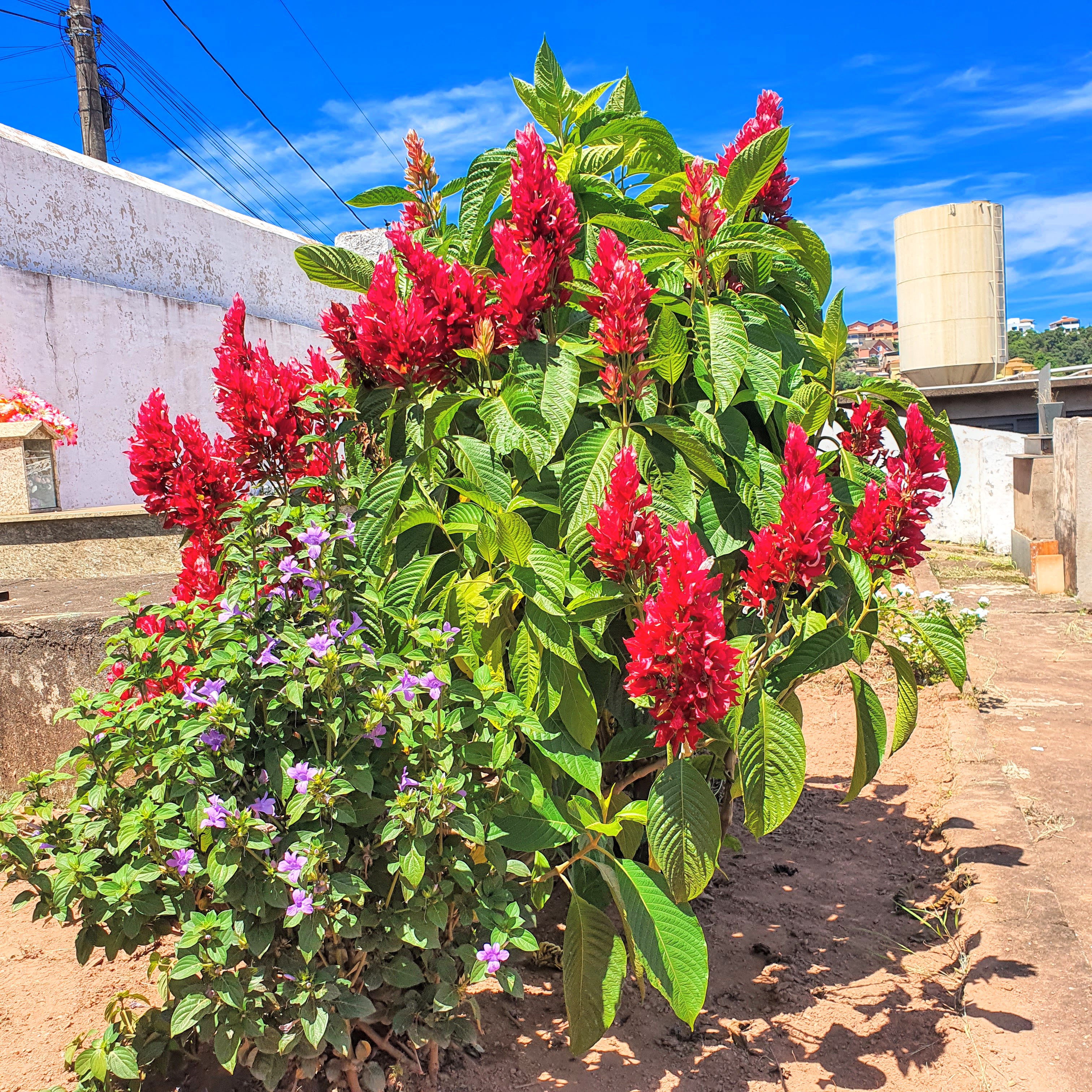 Plantio isolado em cemitério da cidade de Congonhas - MG;