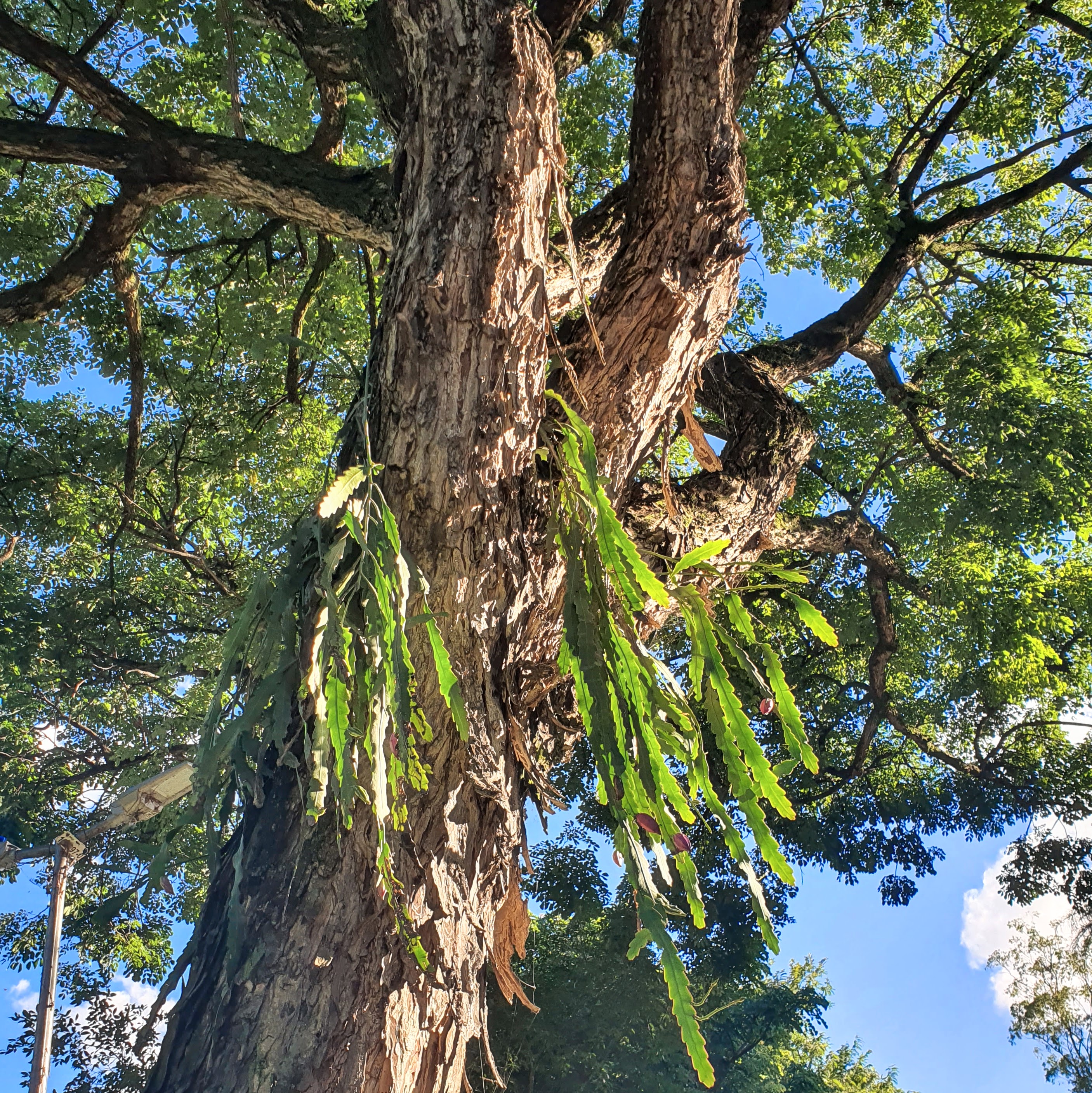 Lepismium houlletianum - cacto serrote | Biologia da Paisagem