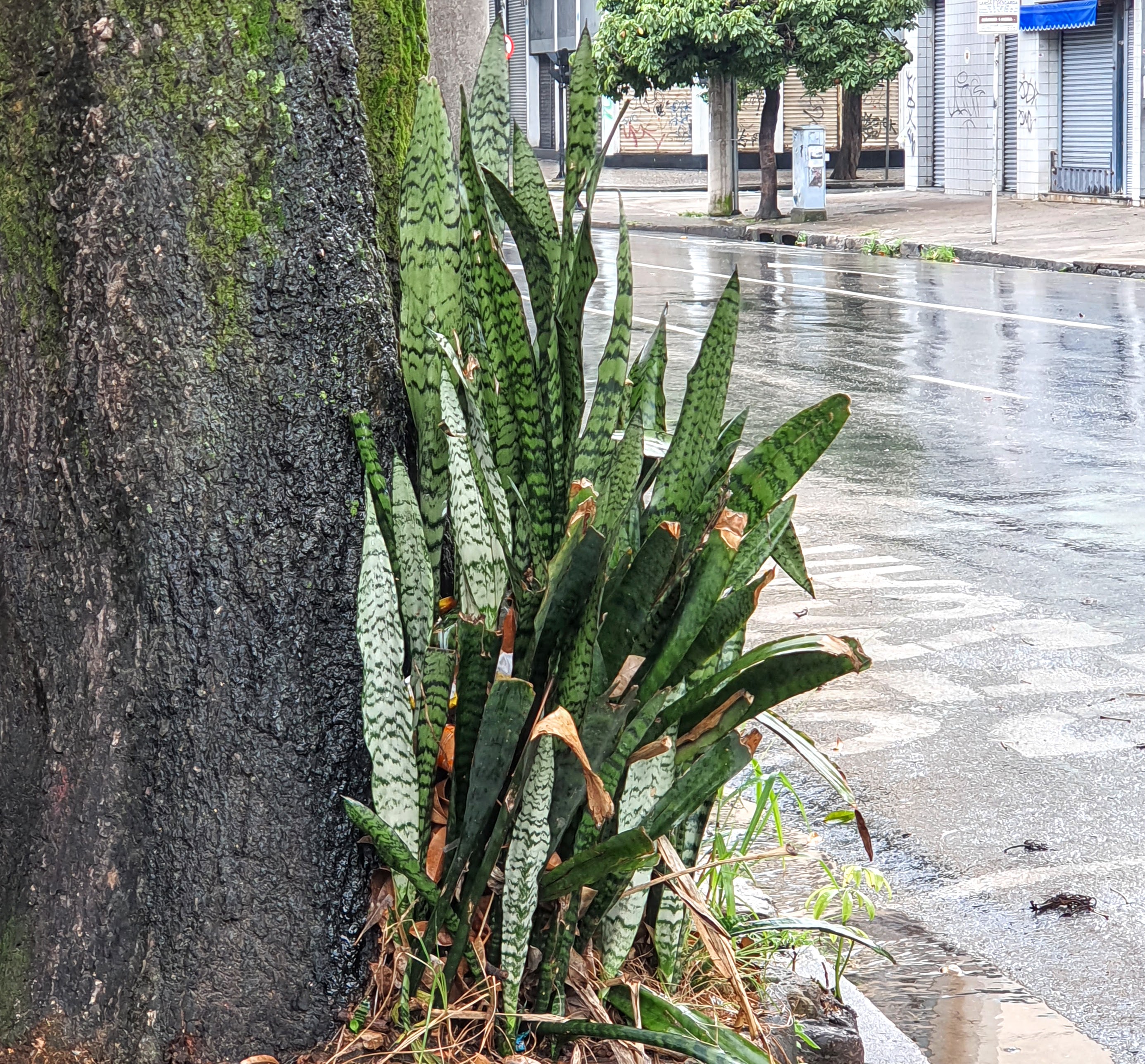 Espada-de-são-jorge na rua.