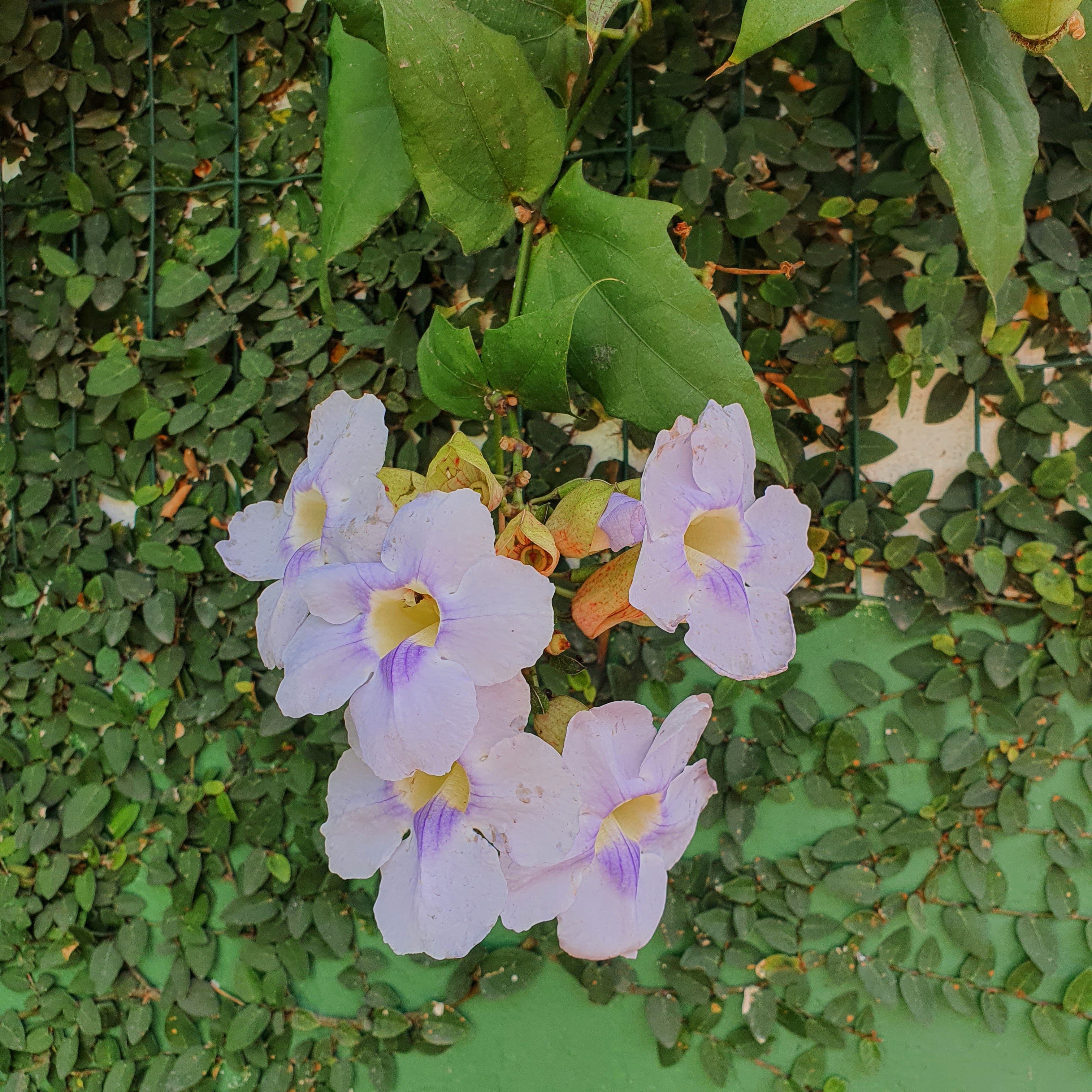 Fores e folhas da tumbérgia-azul.