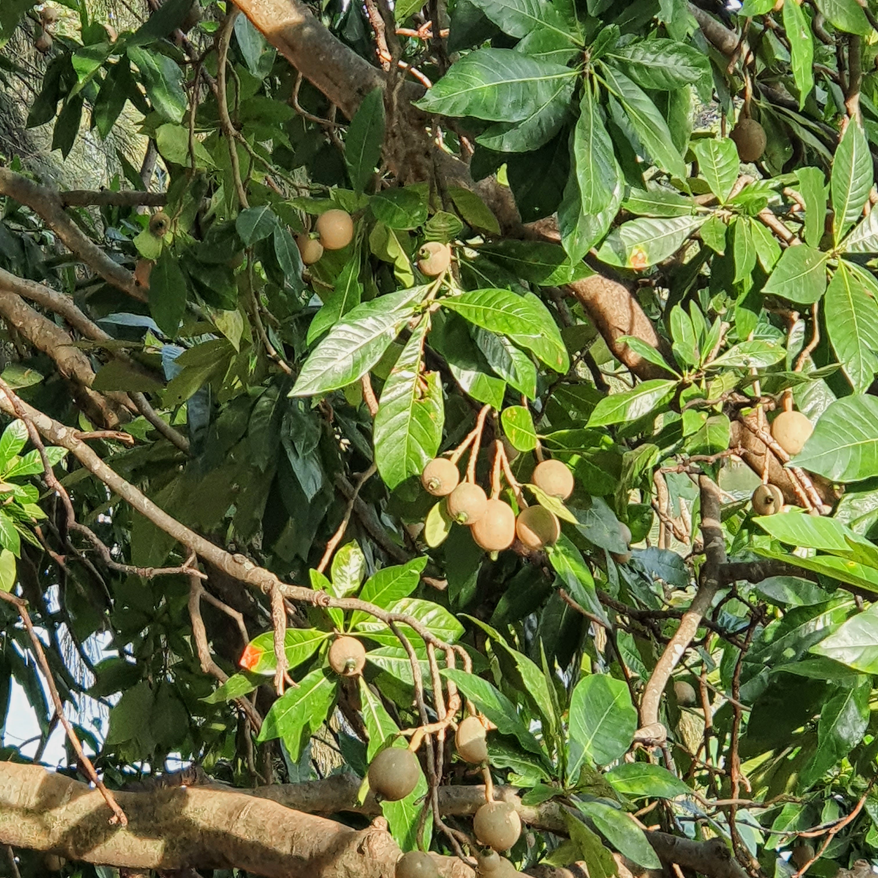 Copa frutificada do jenipapeiro.