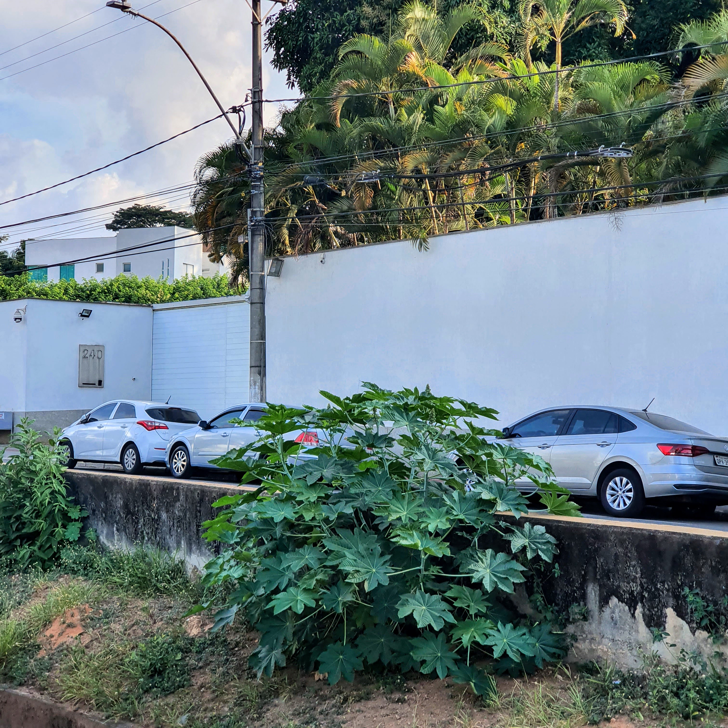 Mamona vegetando em córrego.