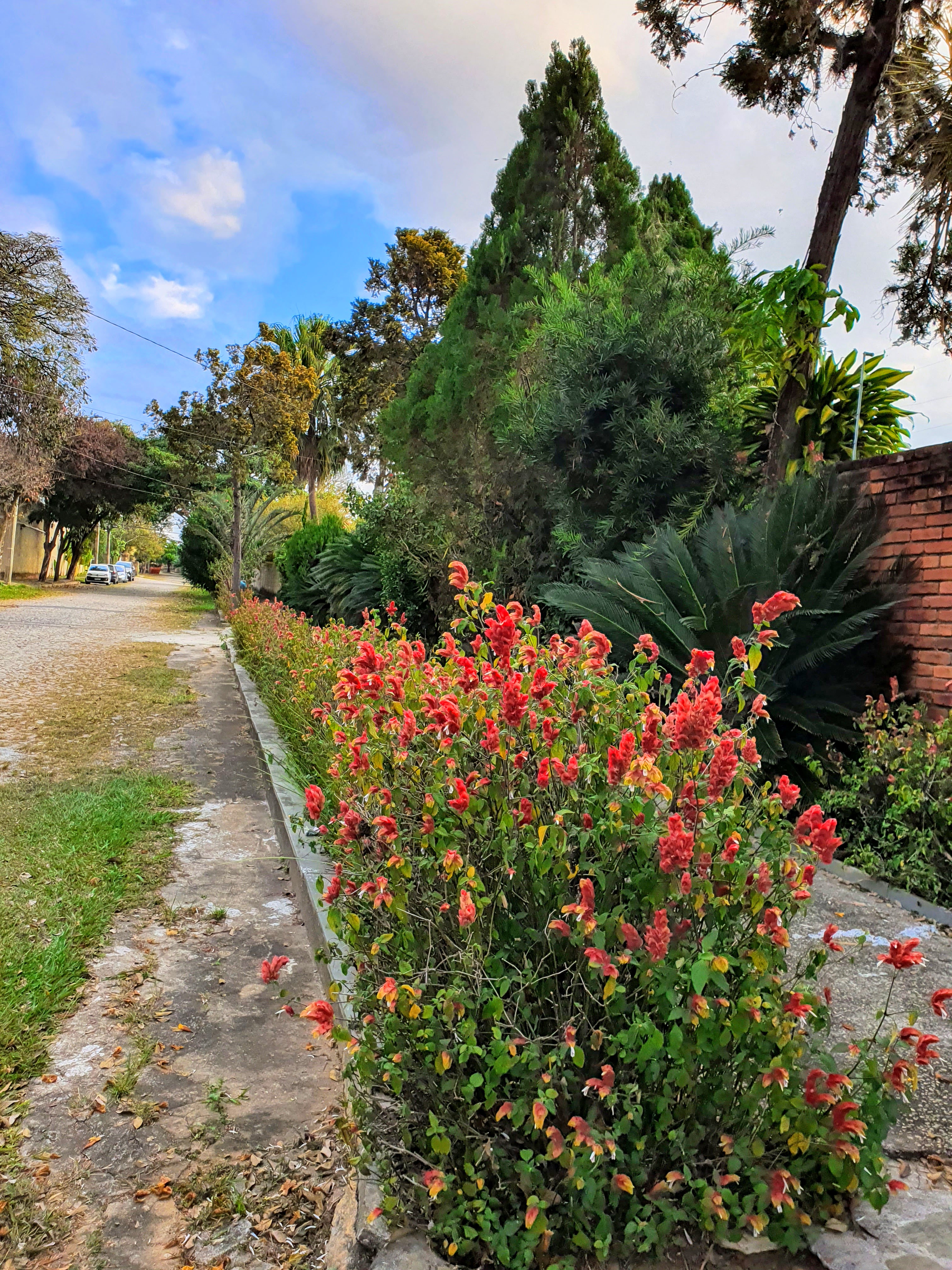 Camarão vermelho (Justicia brandegeeana) Maciço de camarões-vermelhos.