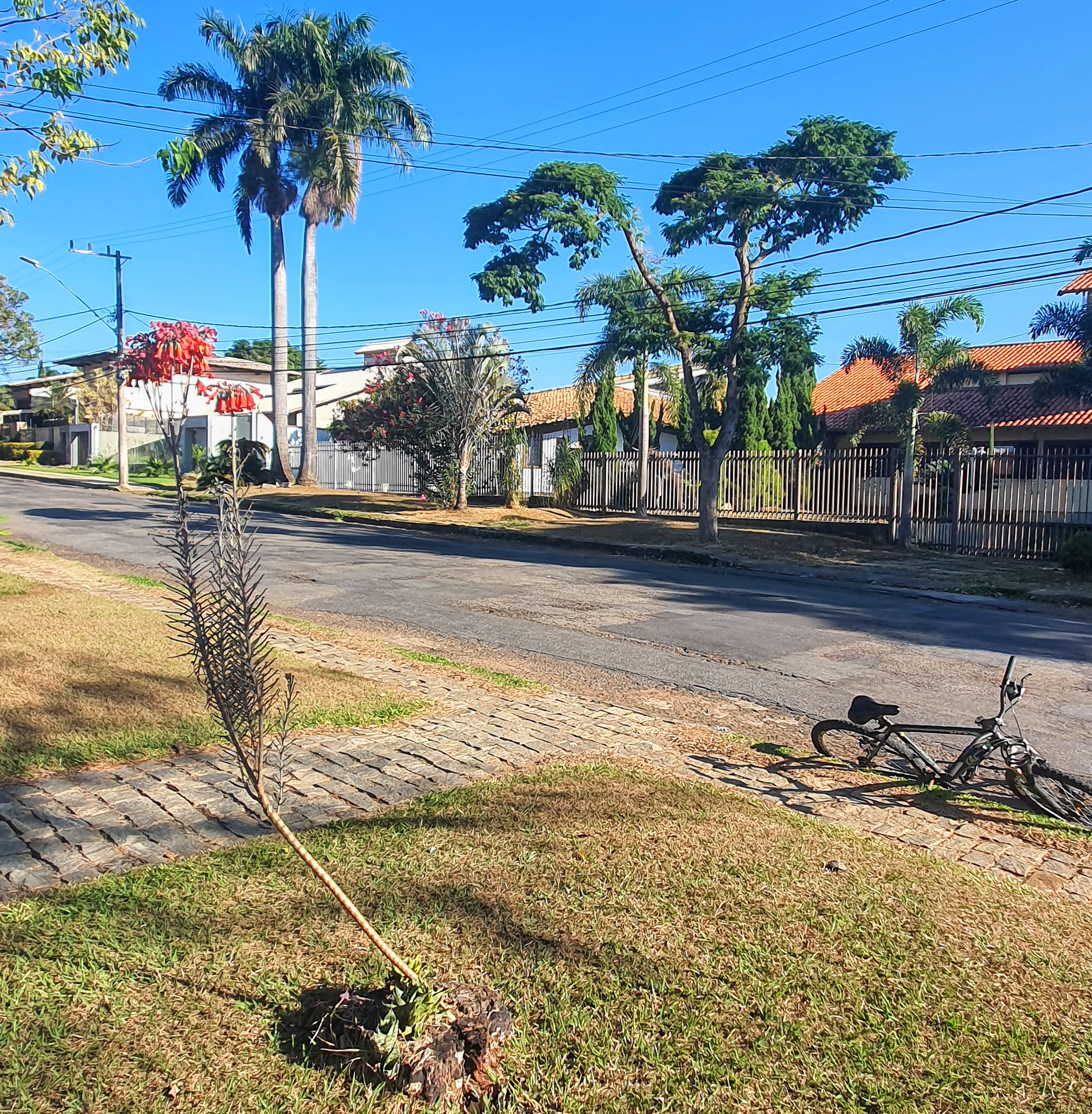 Um exemplo de plantio em calçada urbana, dentro de um toco de árvore, na rua Novara, bairro Bandeirantes, em Belo Horizonte.