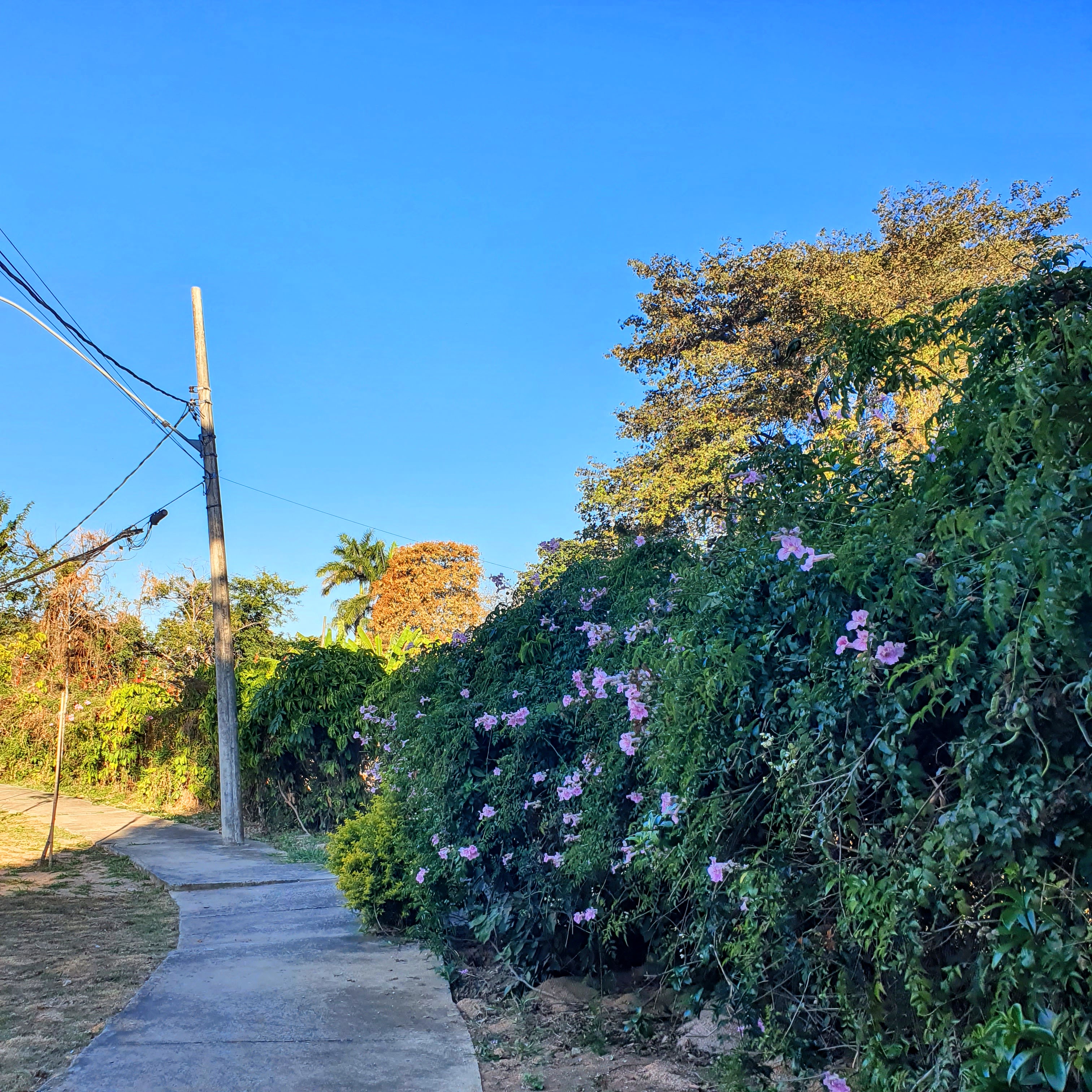 Exemplo de plantio da sete-léguas.