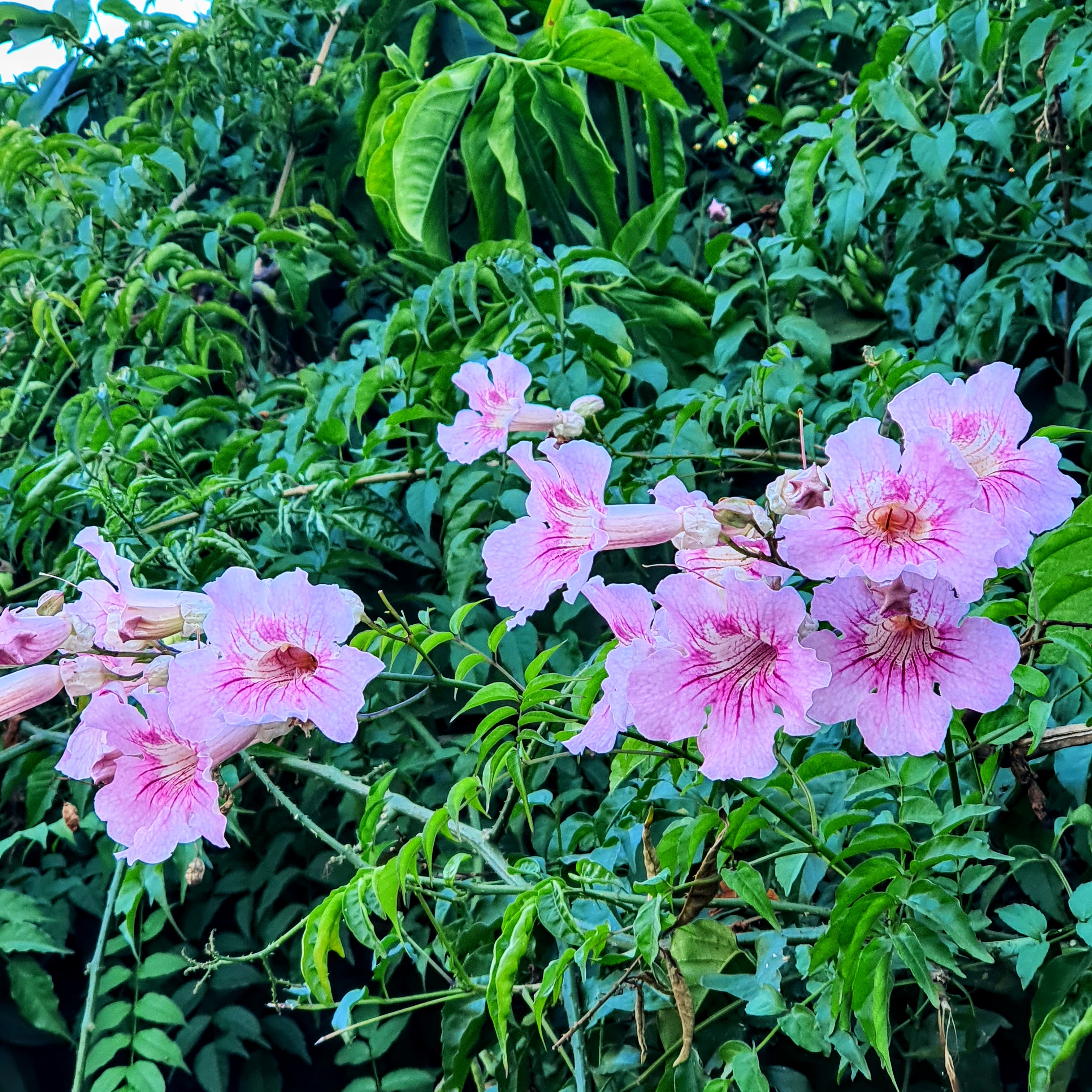 Detalhe ds folhas e das flores da sete-léguas.