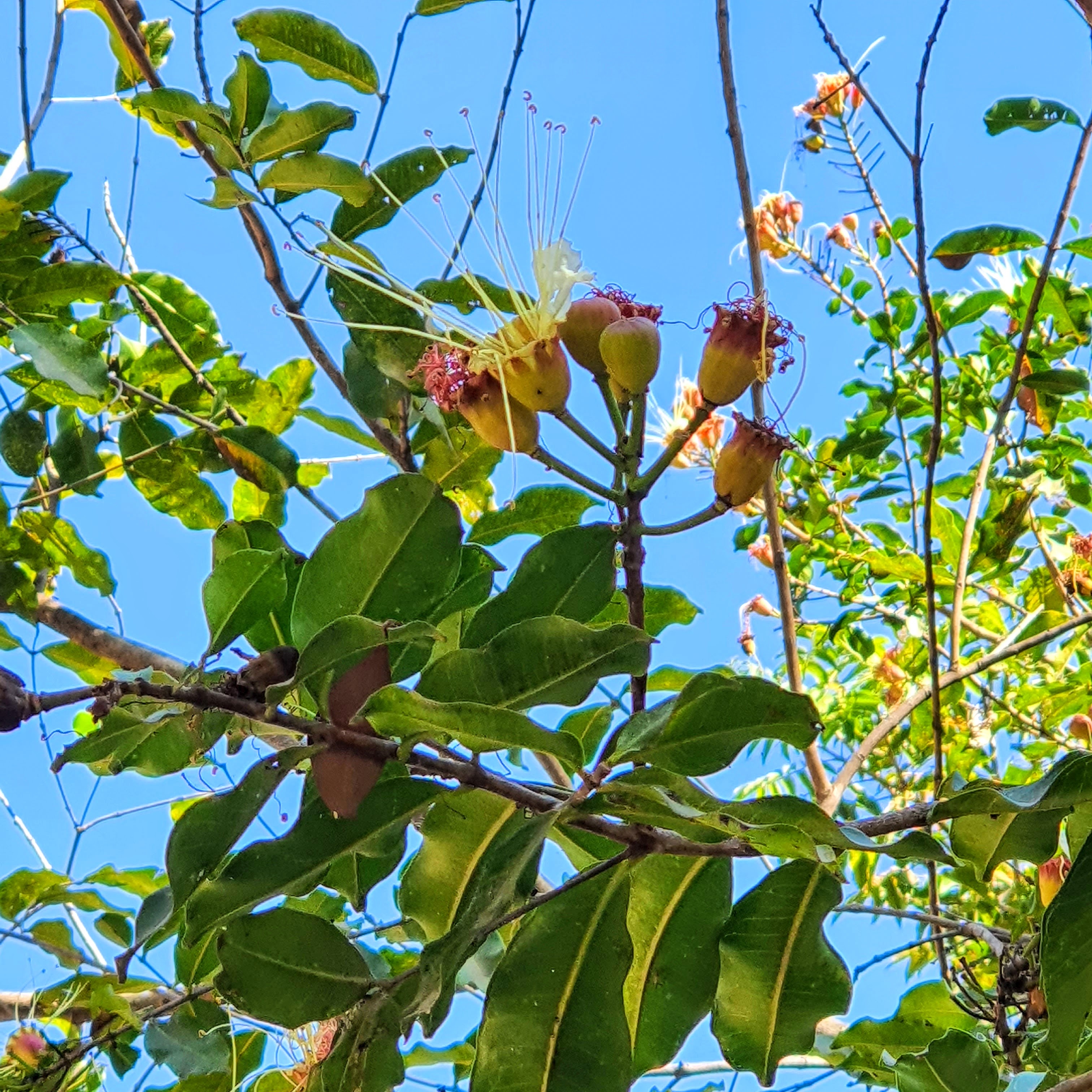 Detalhe das folhas e flores da mirindiba-rosa.