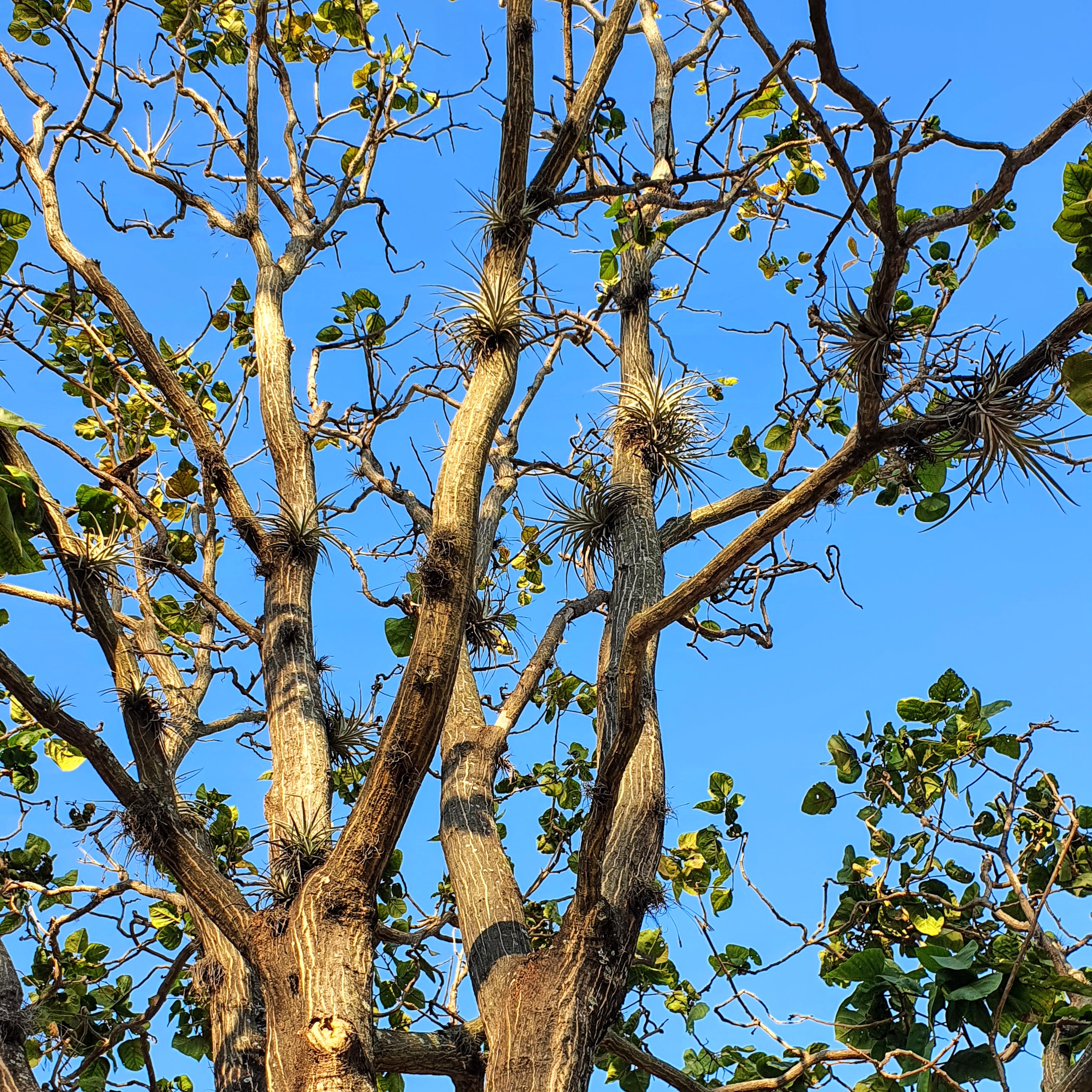 Tilândsias em árvore de Erythrina sp.