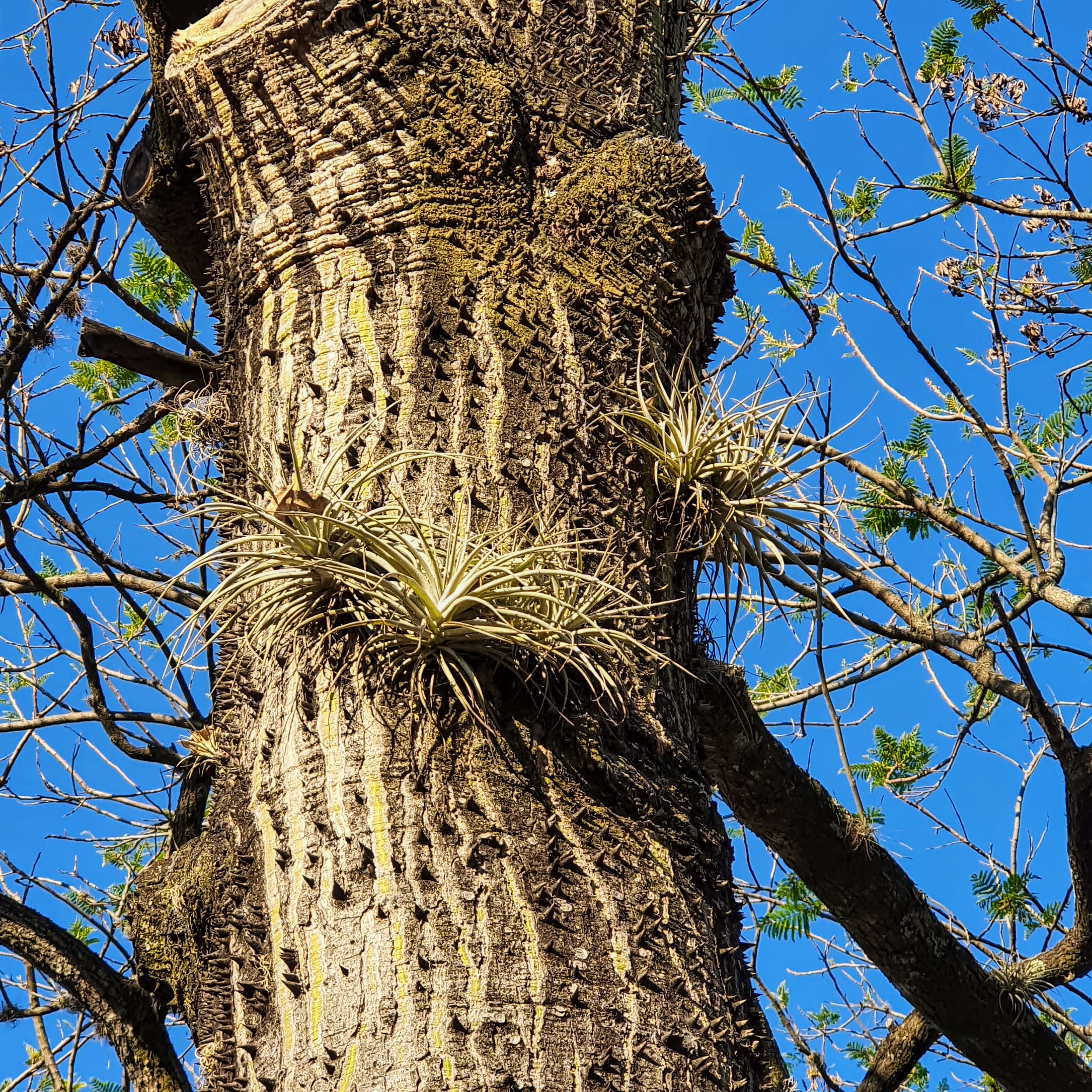 Tilândsias em árvore de Erythrina sp.