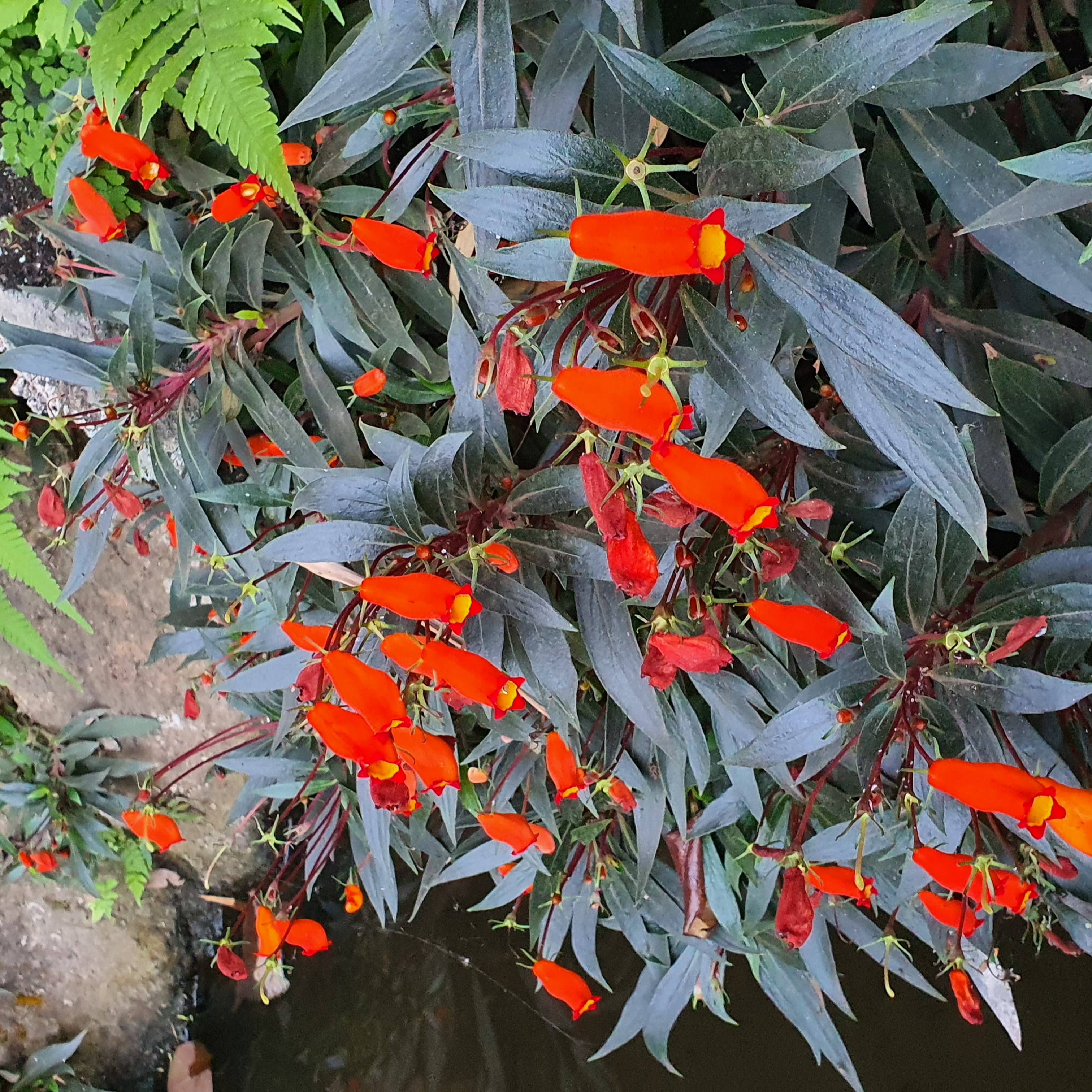 Em detalhe, folhas escuras e flores tubulosas vermelhas da siníngia.