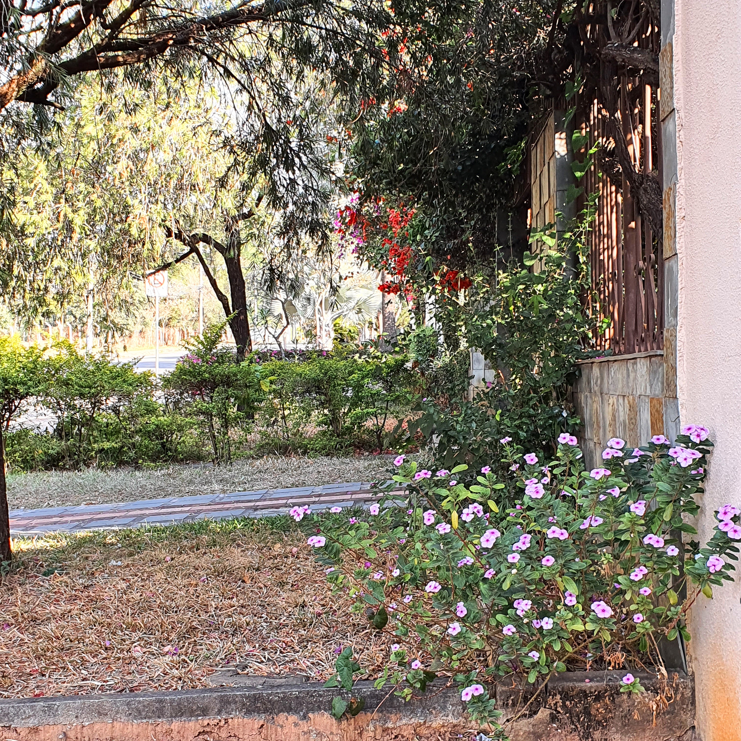 Vinca-de-madagascar formando detalhe interessante junto a entrada de casa na rua Expedicionário Benvindo Belém de Lima, no bairro São Luiz, em BH.