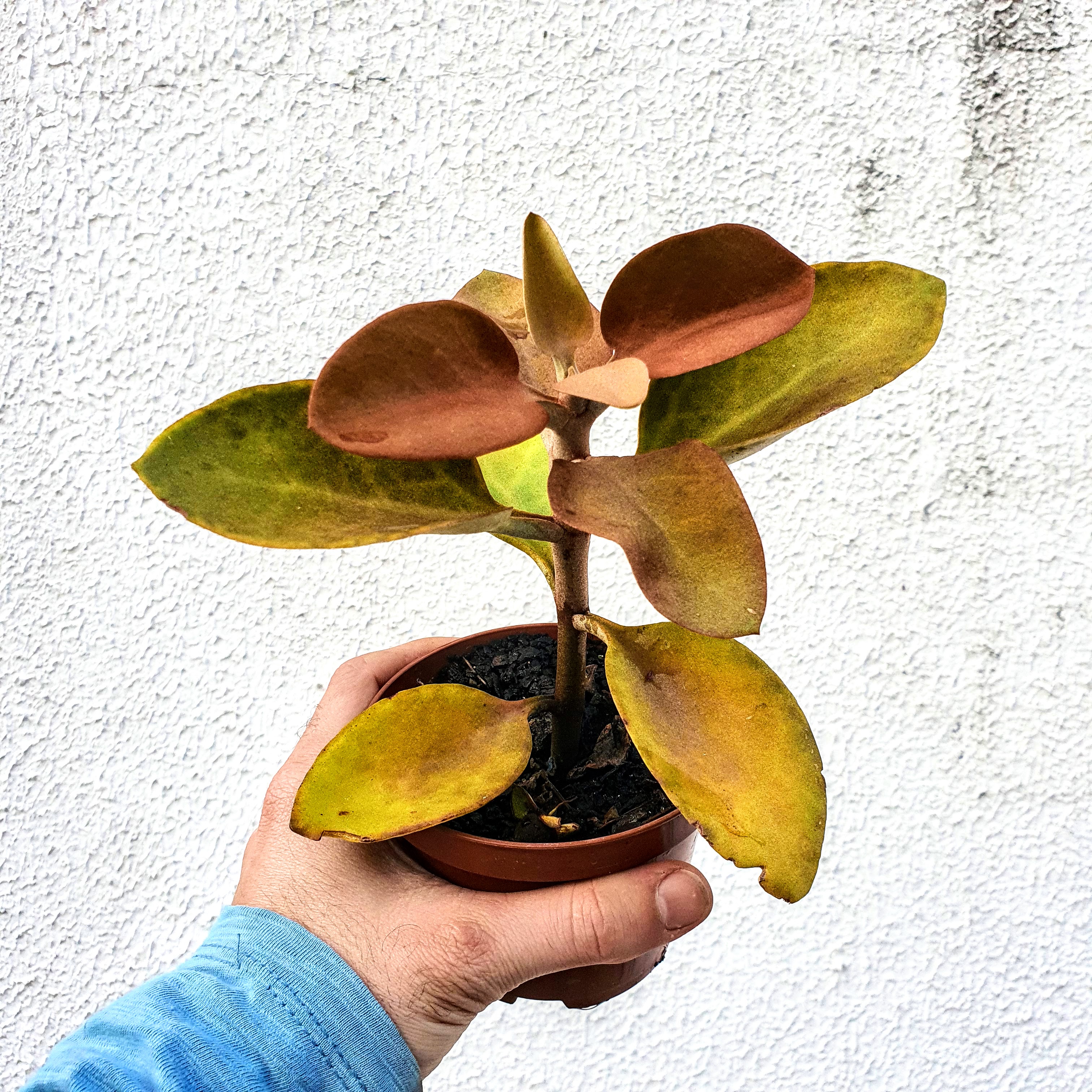 Colher-de-cobre ainda jovem em vaso.