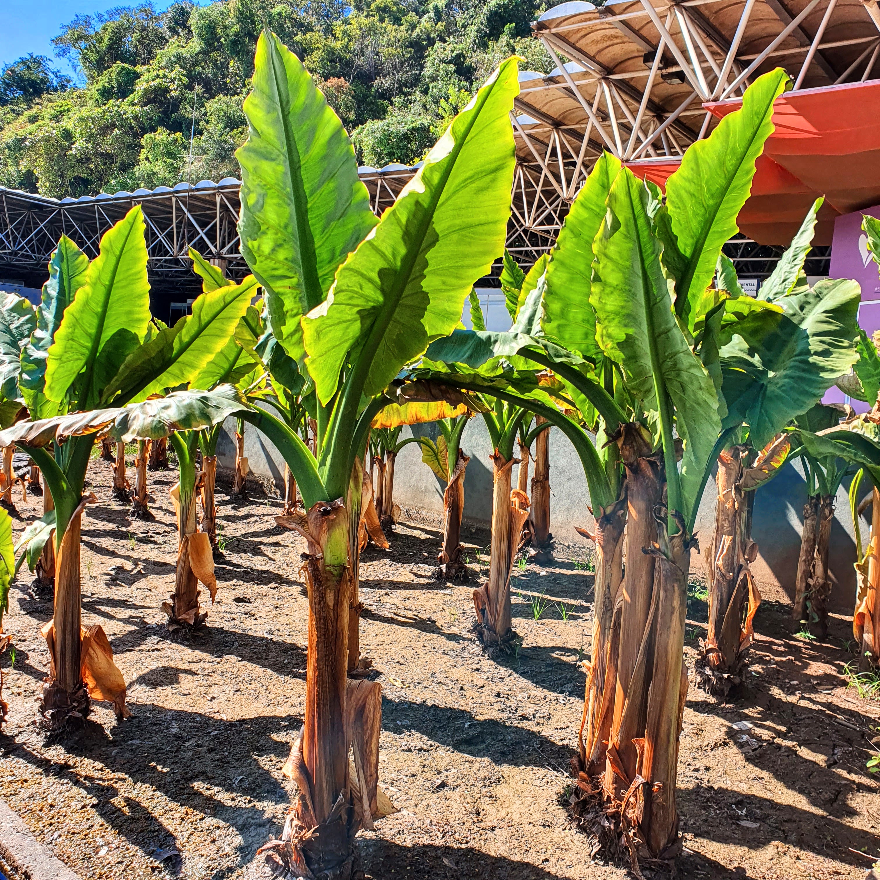 Apesar da consistência herbácea, a bananeira-d'água tem porte arbustivo.