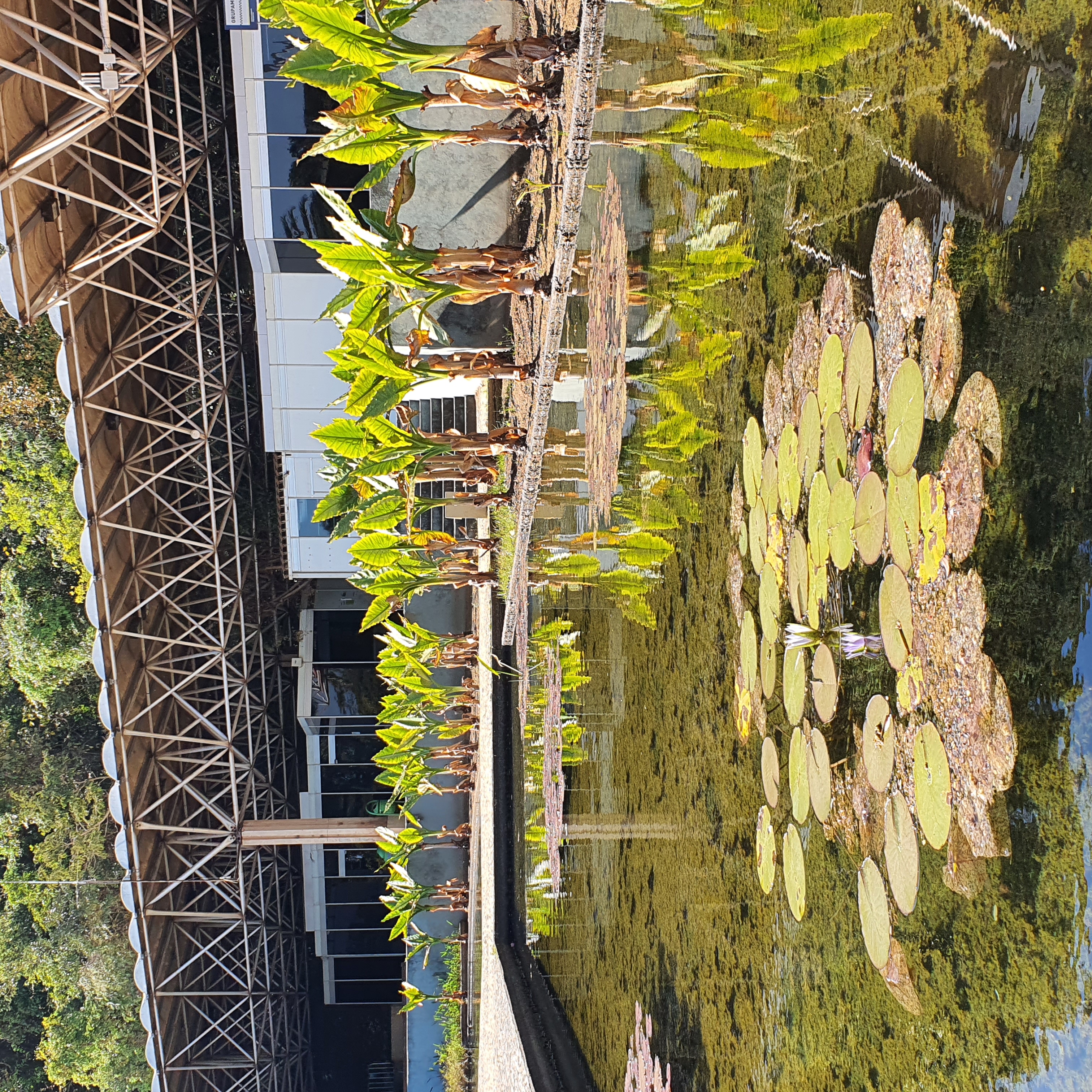 Maciço de ninfeias-azul em lago artificial na praça principal do Parque das Mangabeiras, em BH.