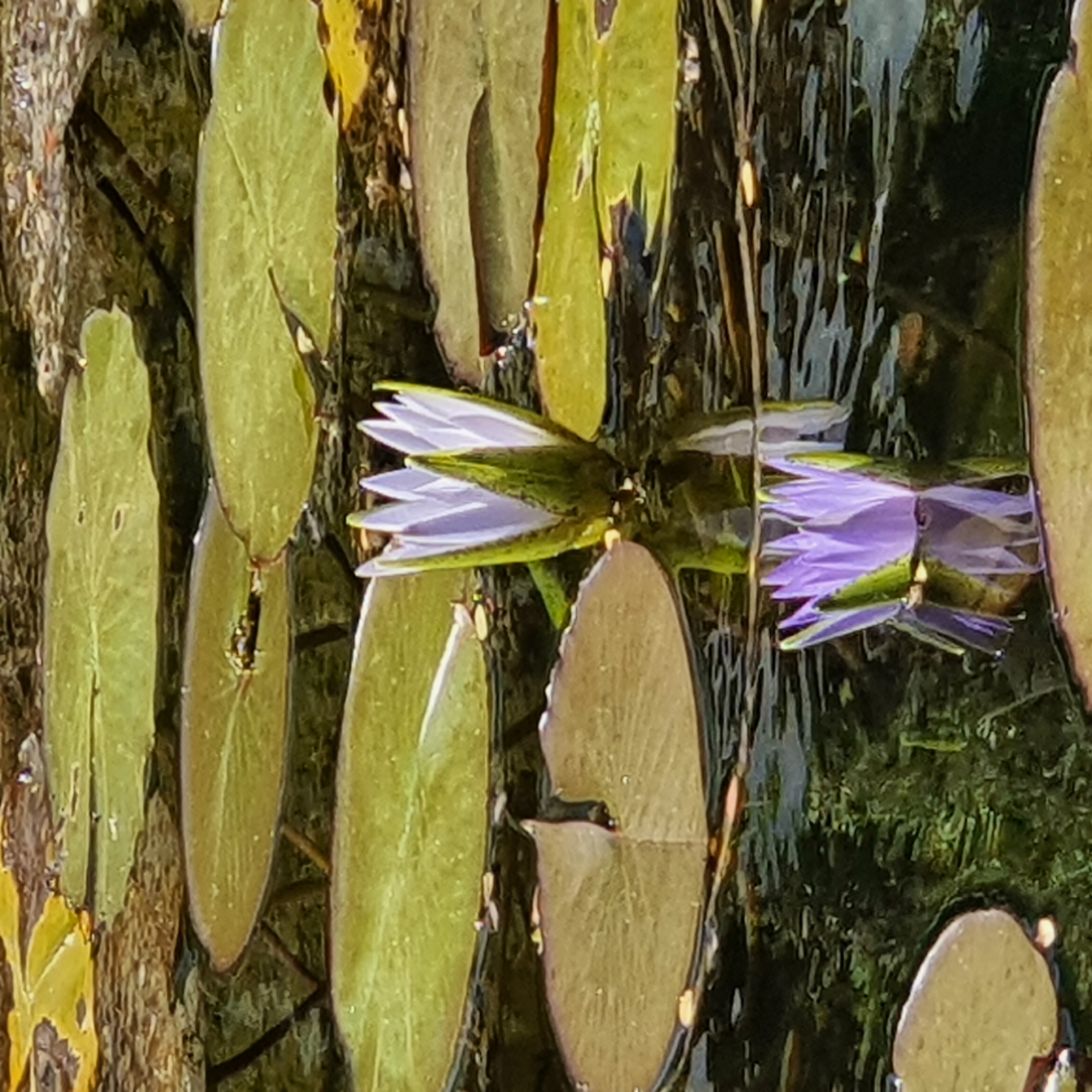 Em detalhe, linda flor da ninfeia-azul, que inspira sue nome popular.