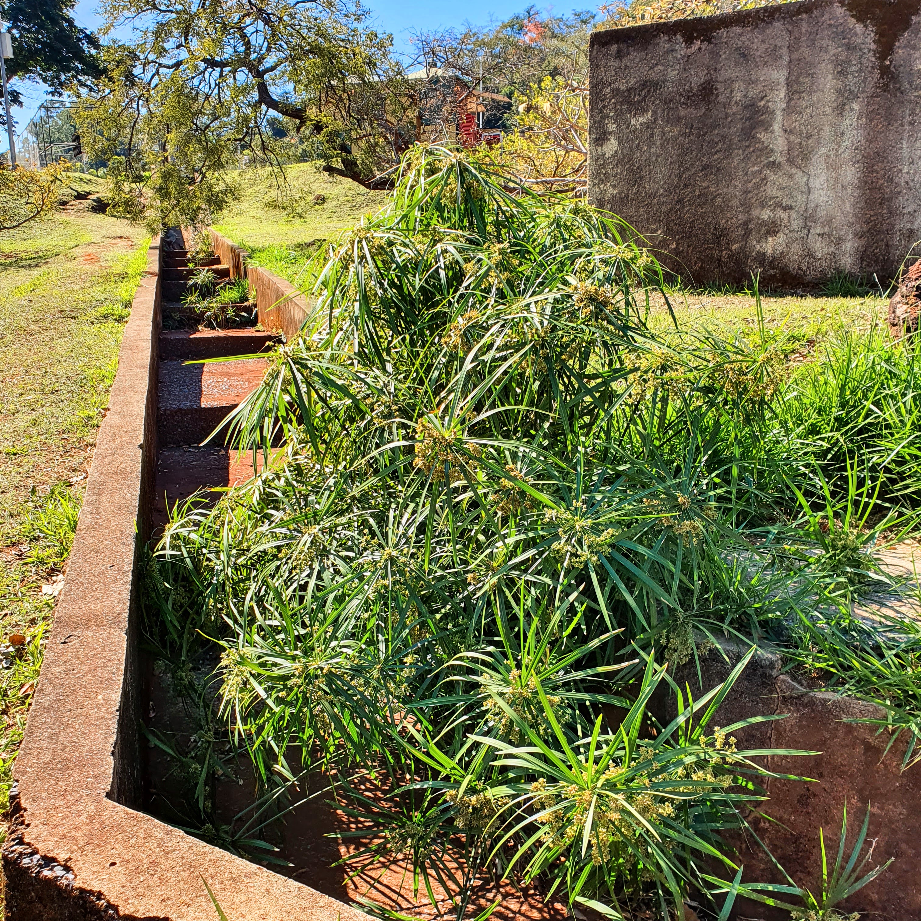 Planta-umbela crescendo de forma bastante ruderal e espontânea no Parque das Mangabeiras, em BH.