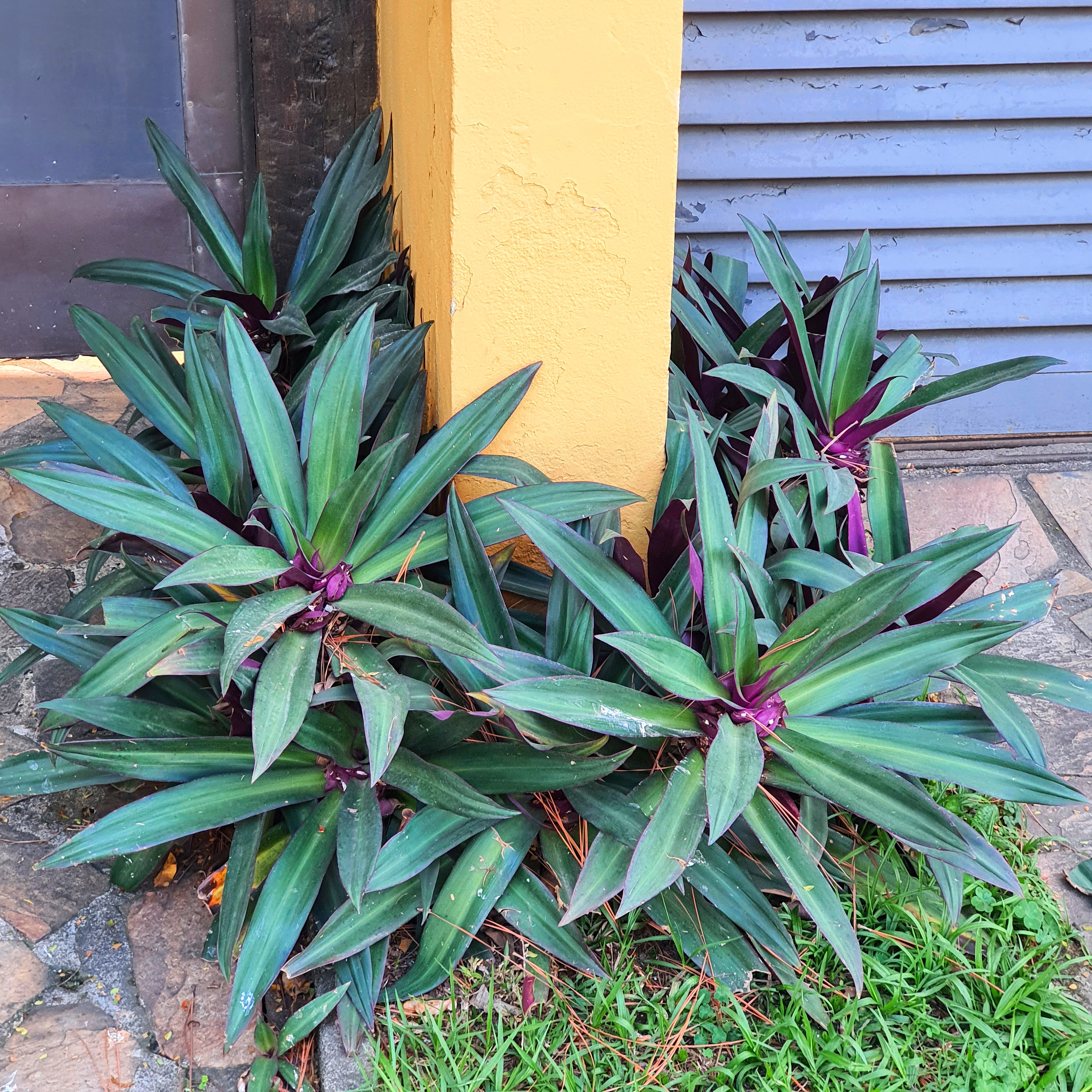 Abacaxi-roxo em muro.