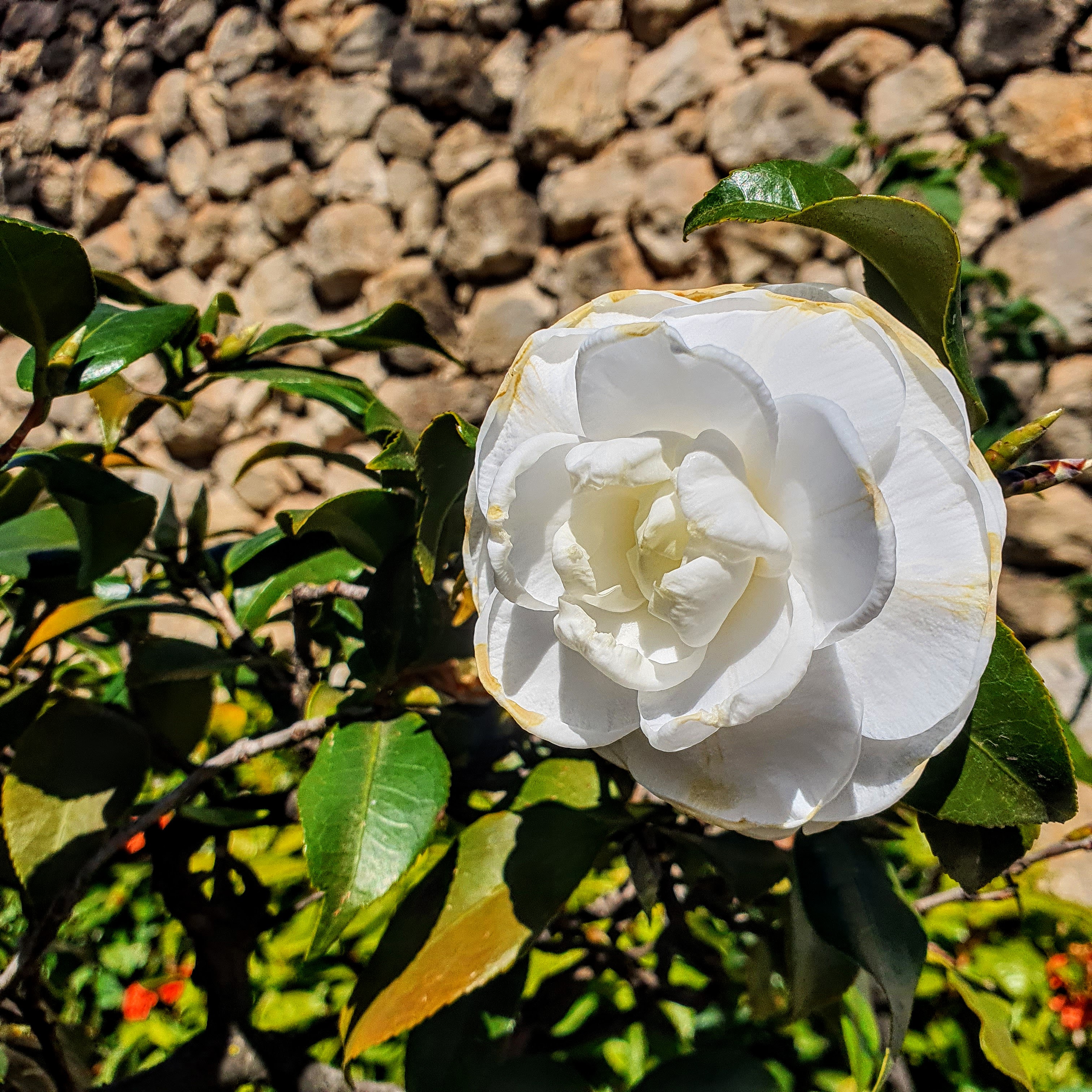 Grande flor branca da camélia.