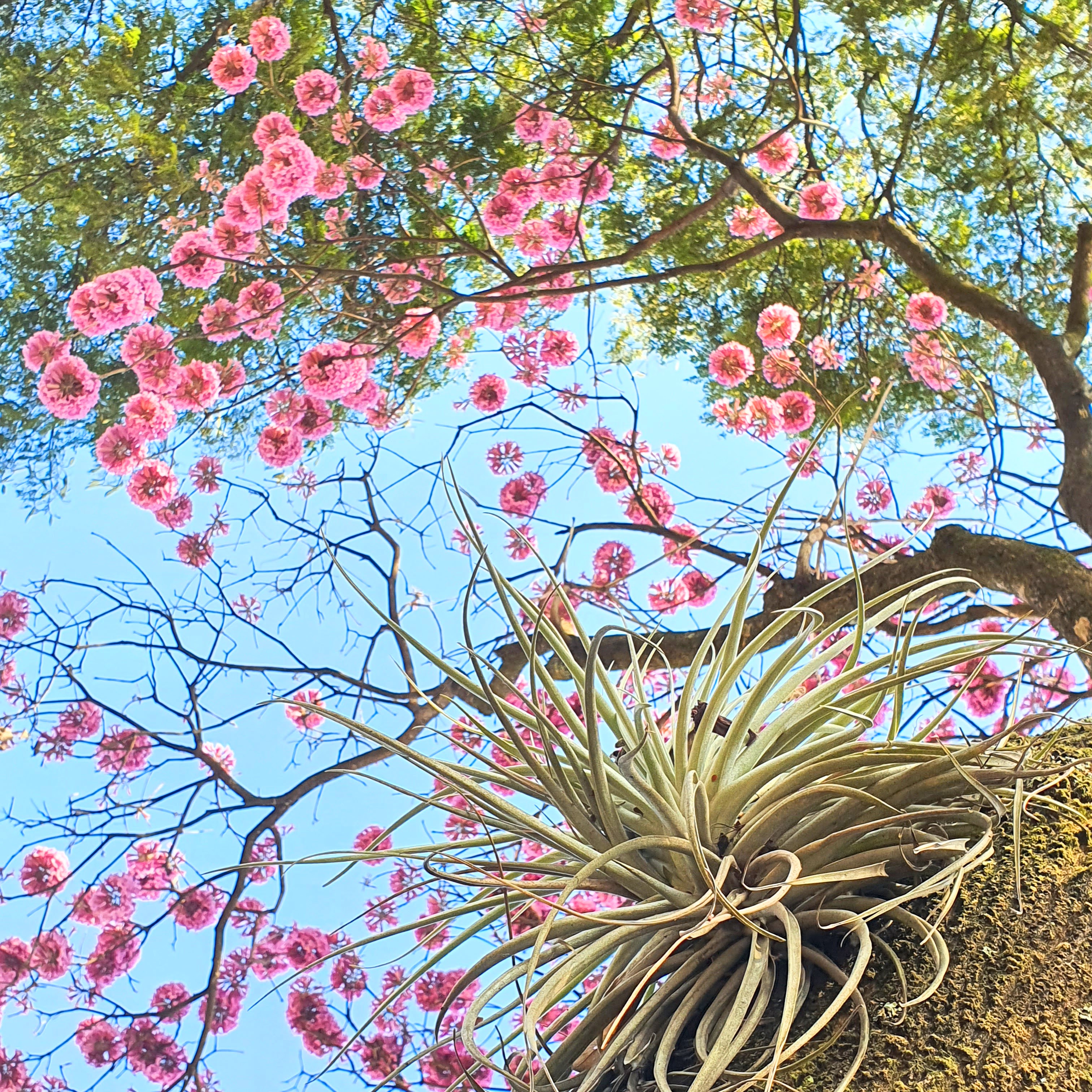 Tilândsia em árvore de ipê-roxo-de-bola.