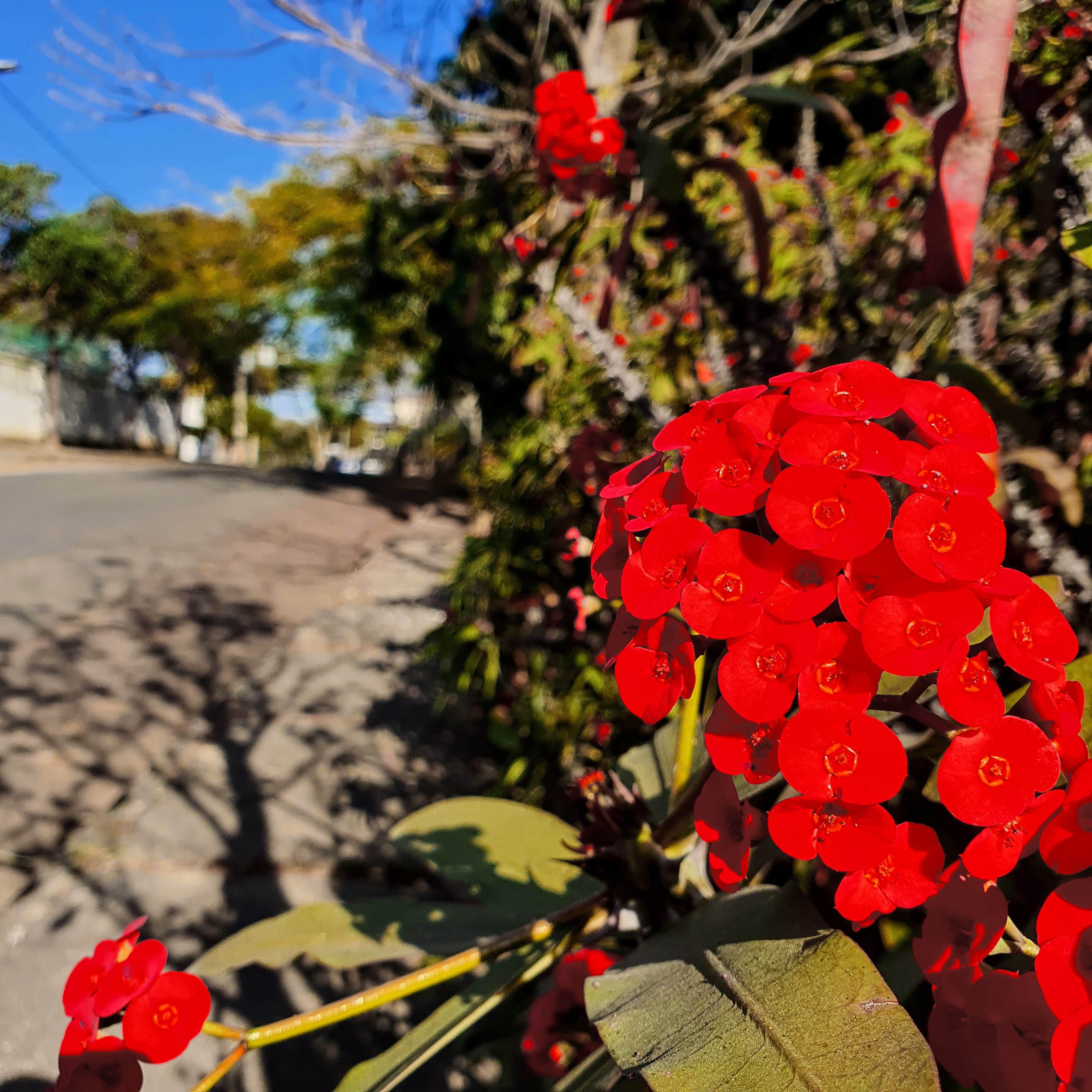 Flores da coroa-de-cristo.