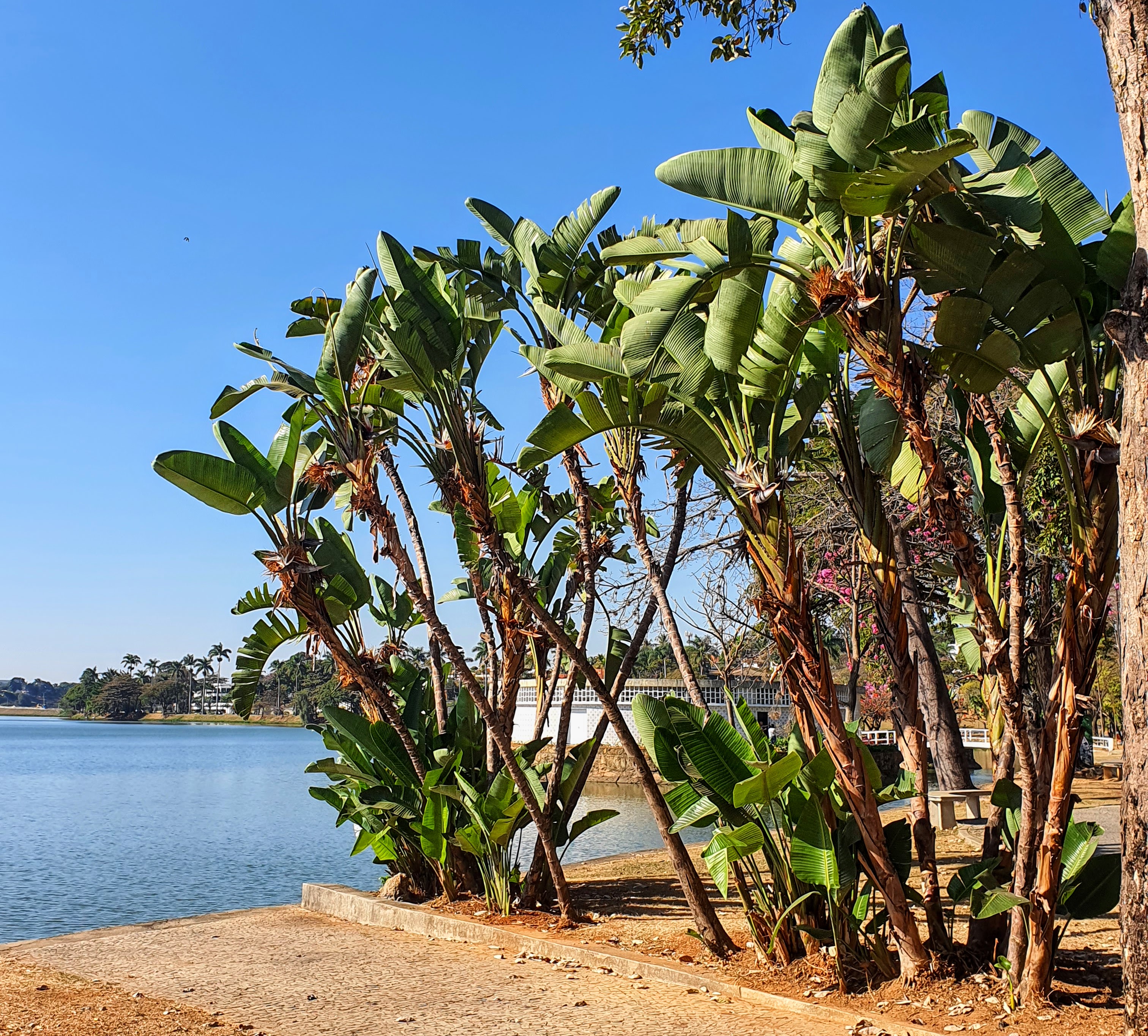 Maciço de aves-do-paraíso-branca.