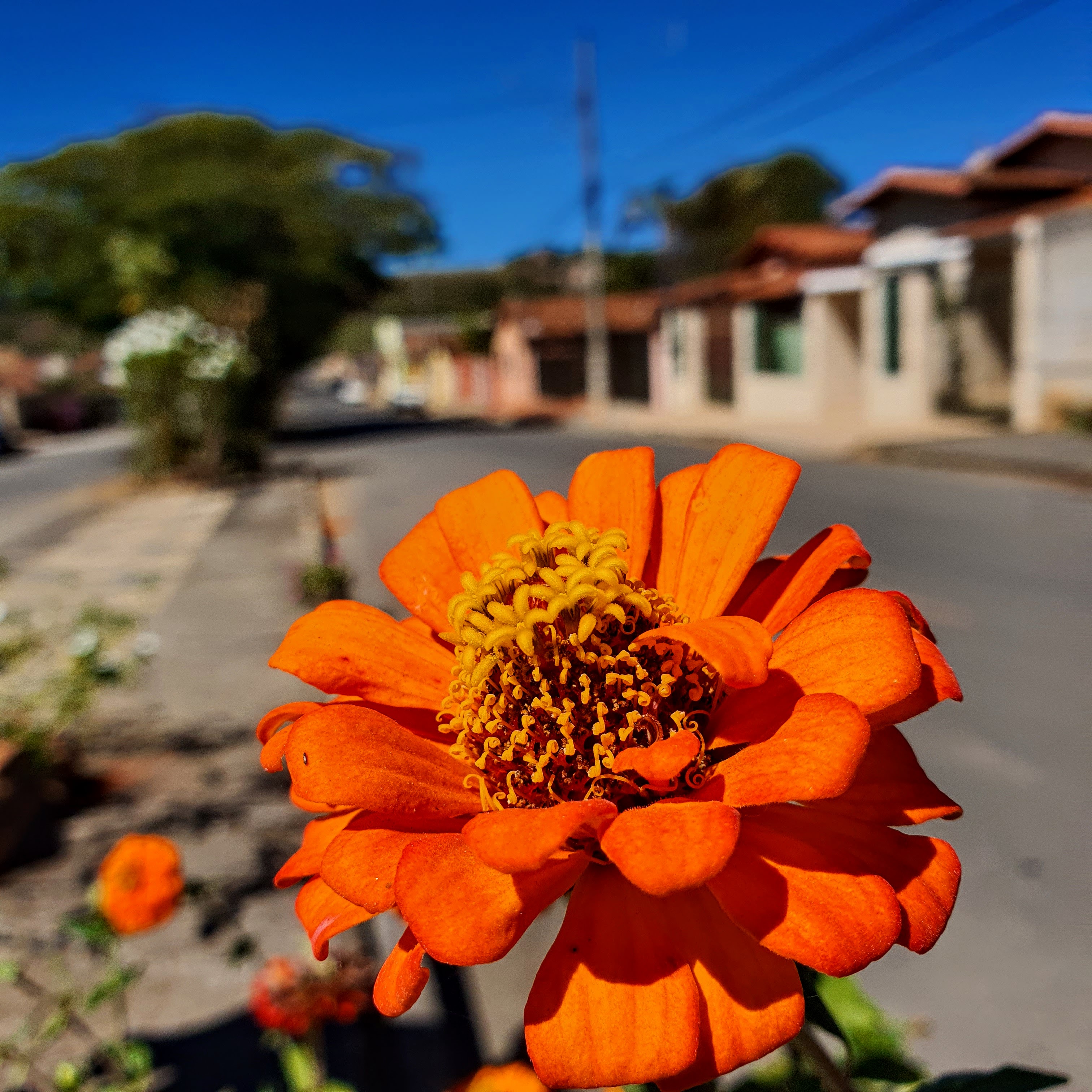 Detalhe da inflorescência do capitão, com a cidade de Cordisburgo ao fundo.