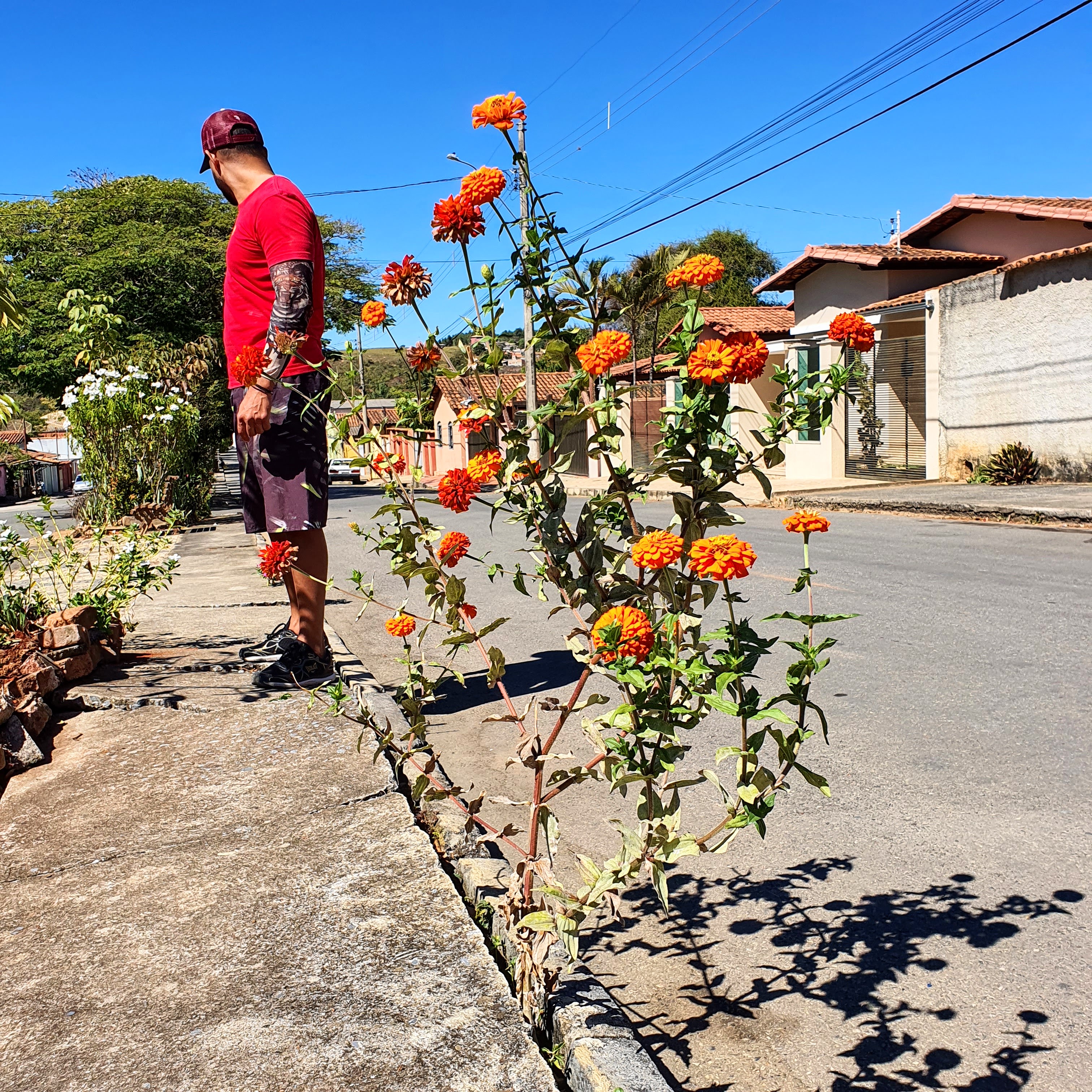 Capitão florido.