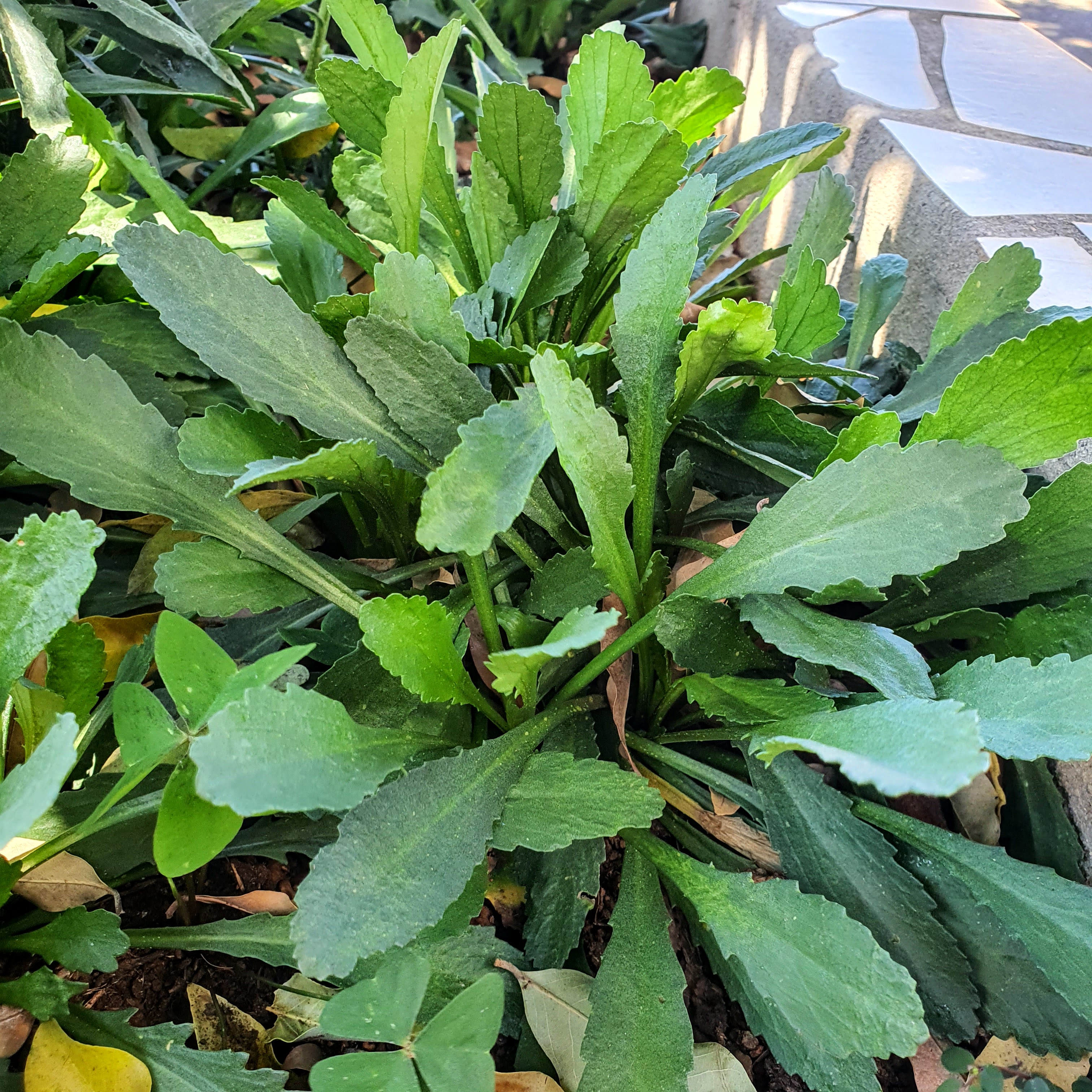 Margarida olga (Leucanthemum vulgare) Detalhe das folhas lanceoladas e de margem irregular da margarida