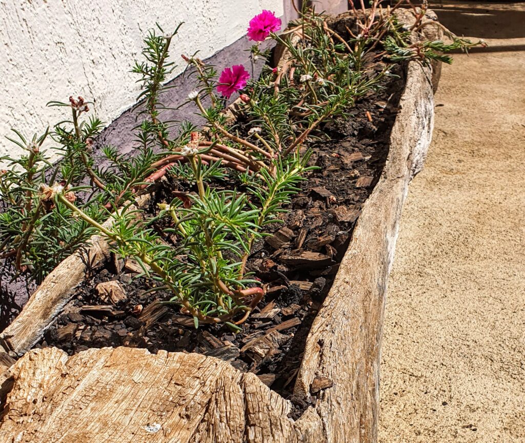 Um exemplo de plantio da onze-horas.