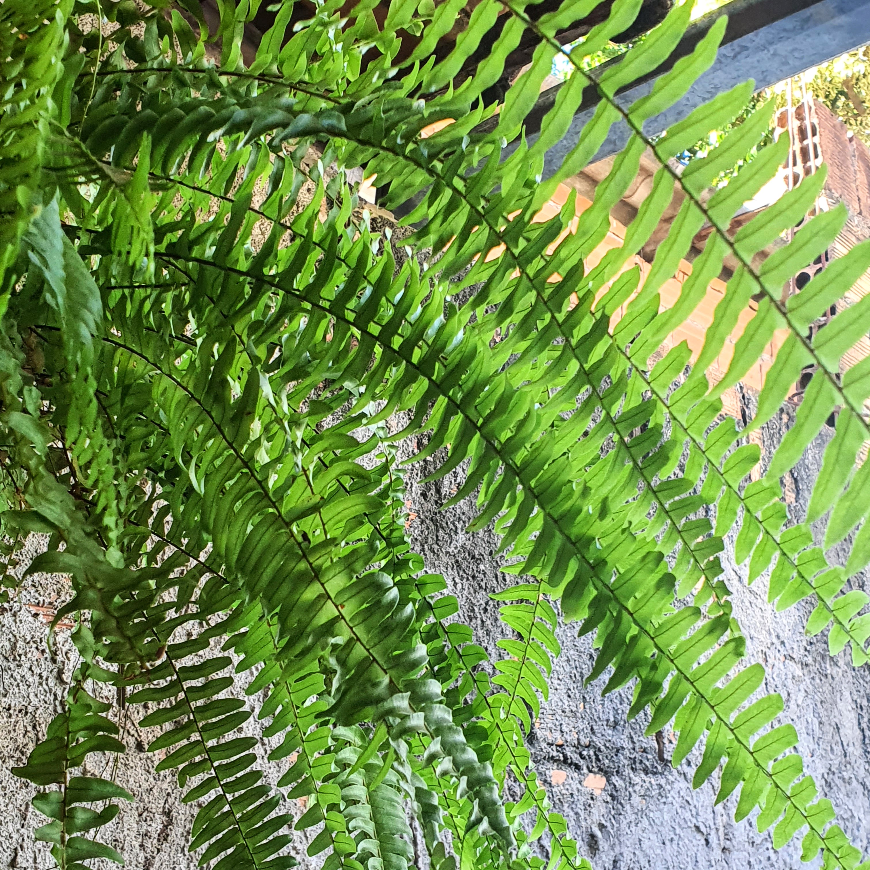 Detalhe das frondes da samambaia-paulista.