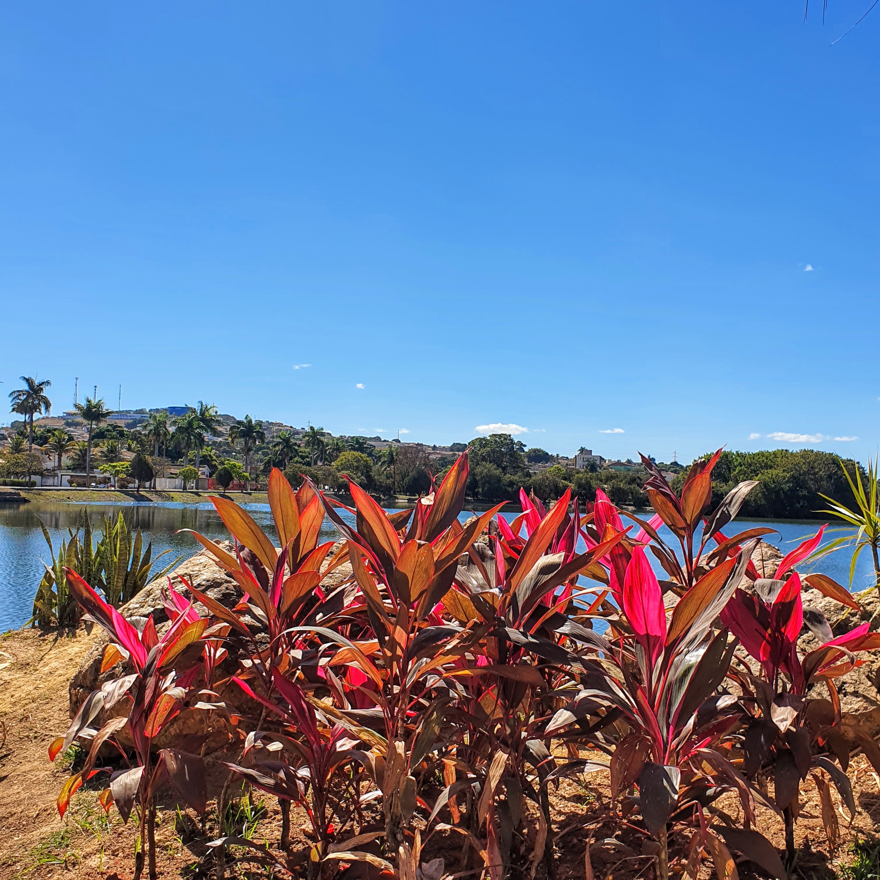 Maciço de dracenas-vermelhas na cidade de Sete Lagoas, região central de MG.