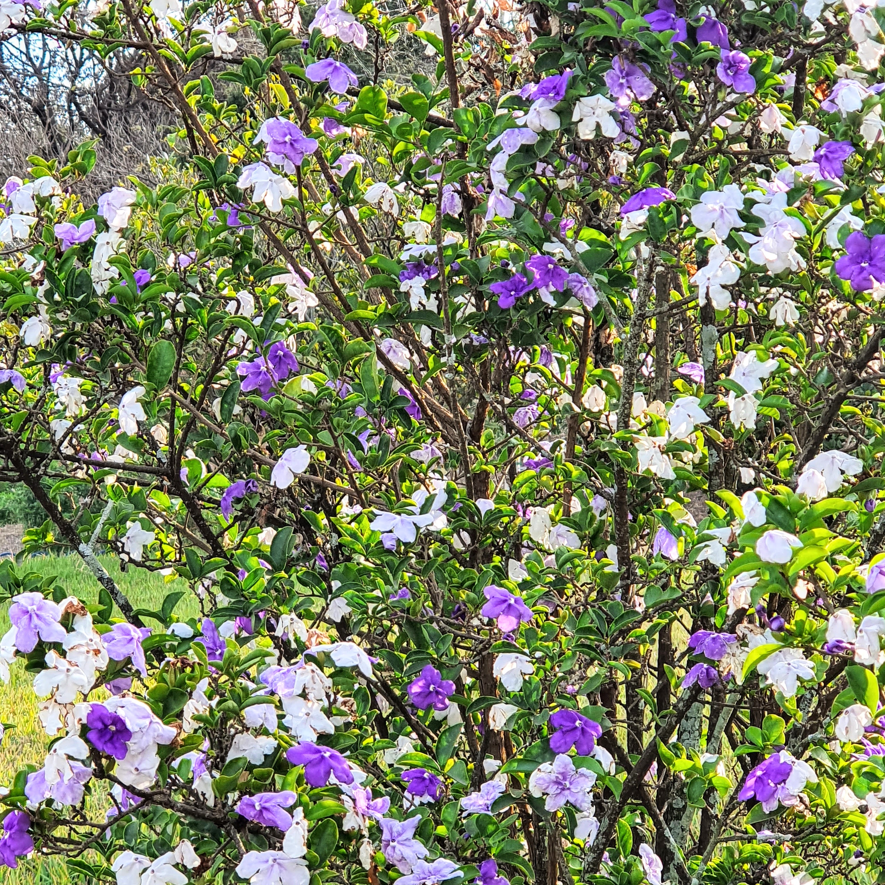 Em detalhe, a copa do manacá-de-jardim, com suas flores brancas, roxas e liláses!