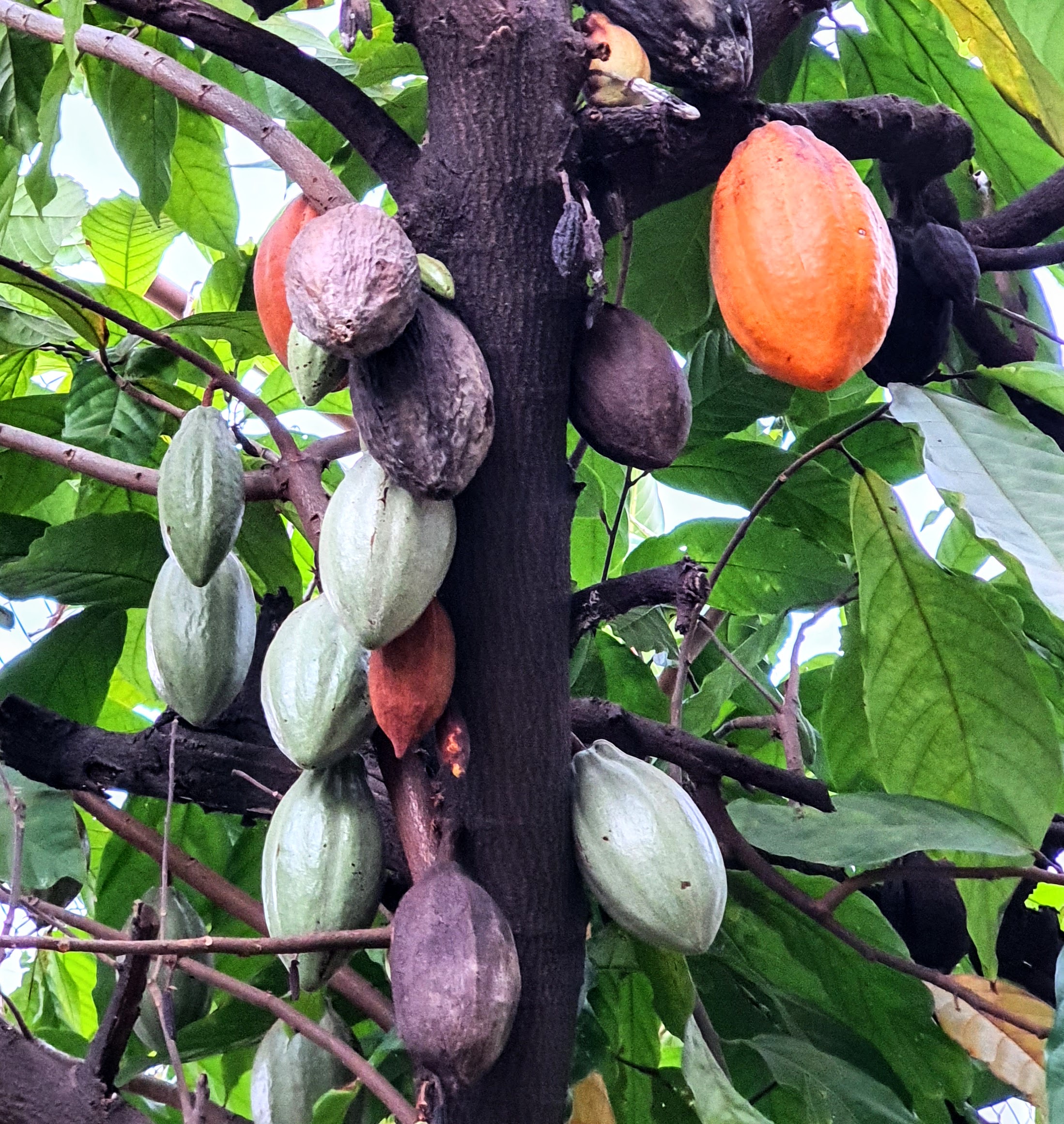 Detalhe dos frutos do cacau, em diferentes graus de maturação.