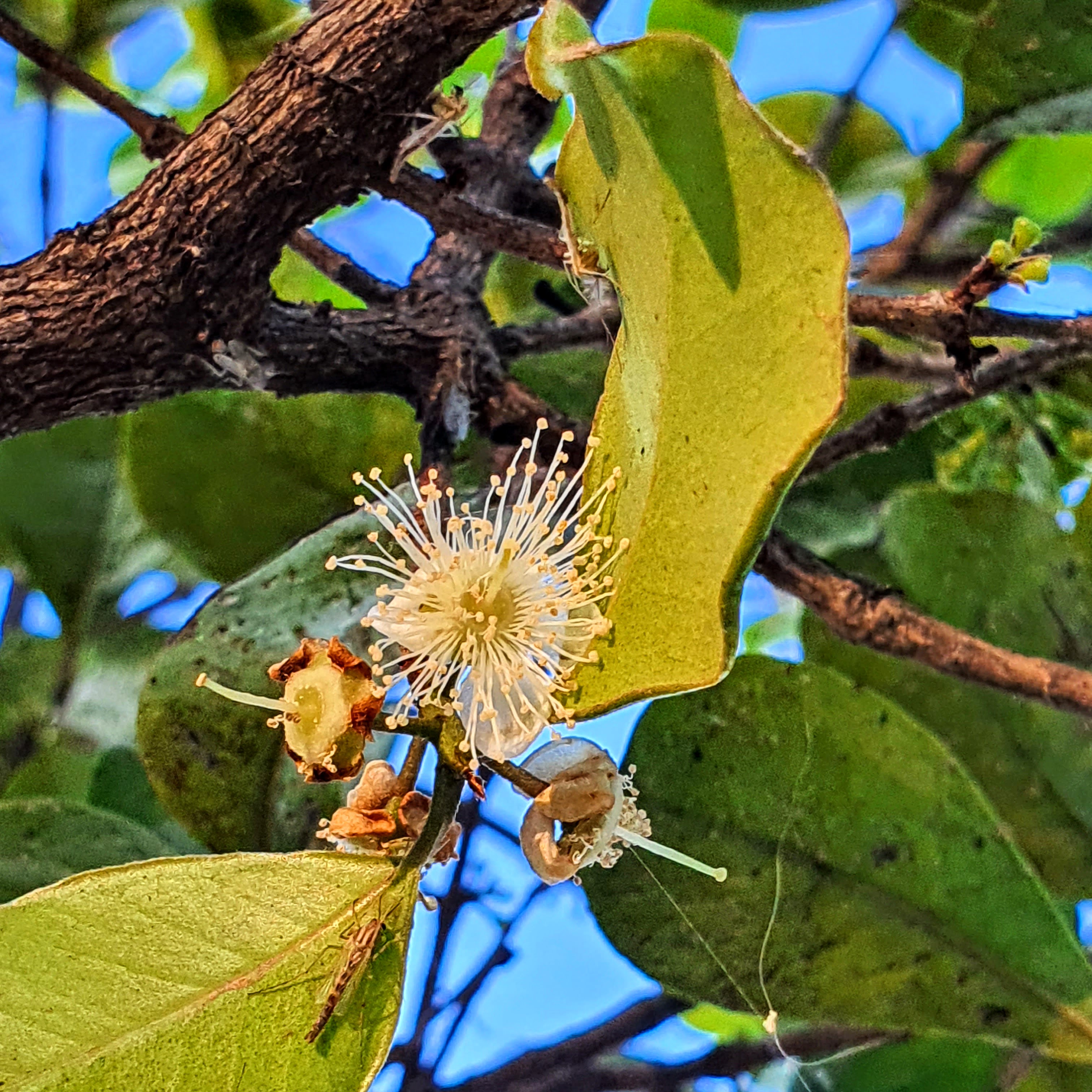 Flores típicas da família da guabiroba.