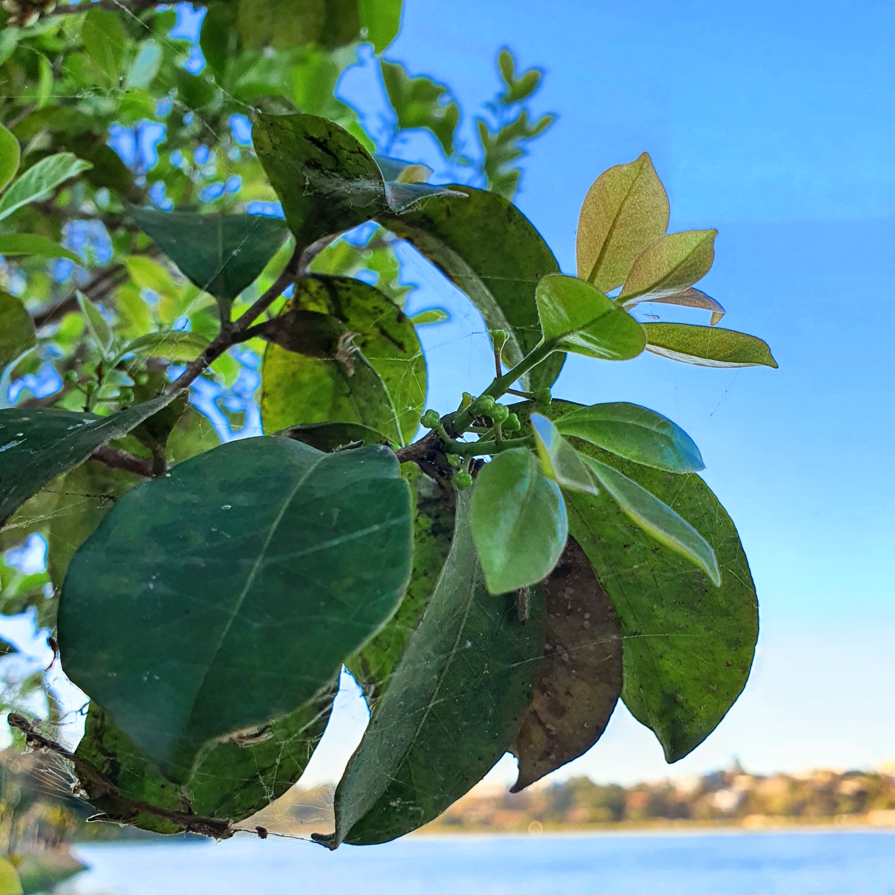 Guabiroba (Campomanesia rhombea)