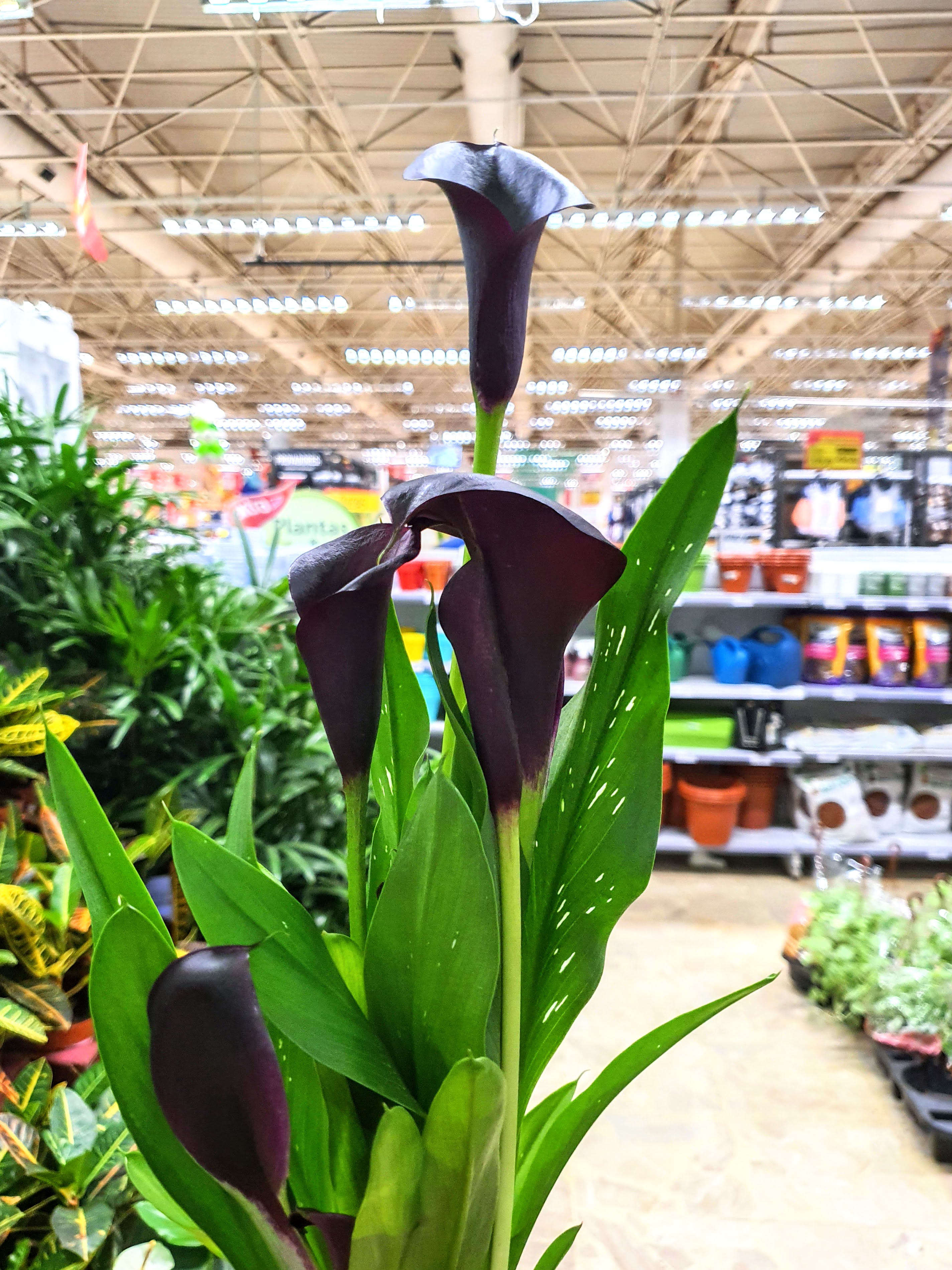 Copo de leite no supermercado Extra, em BH.