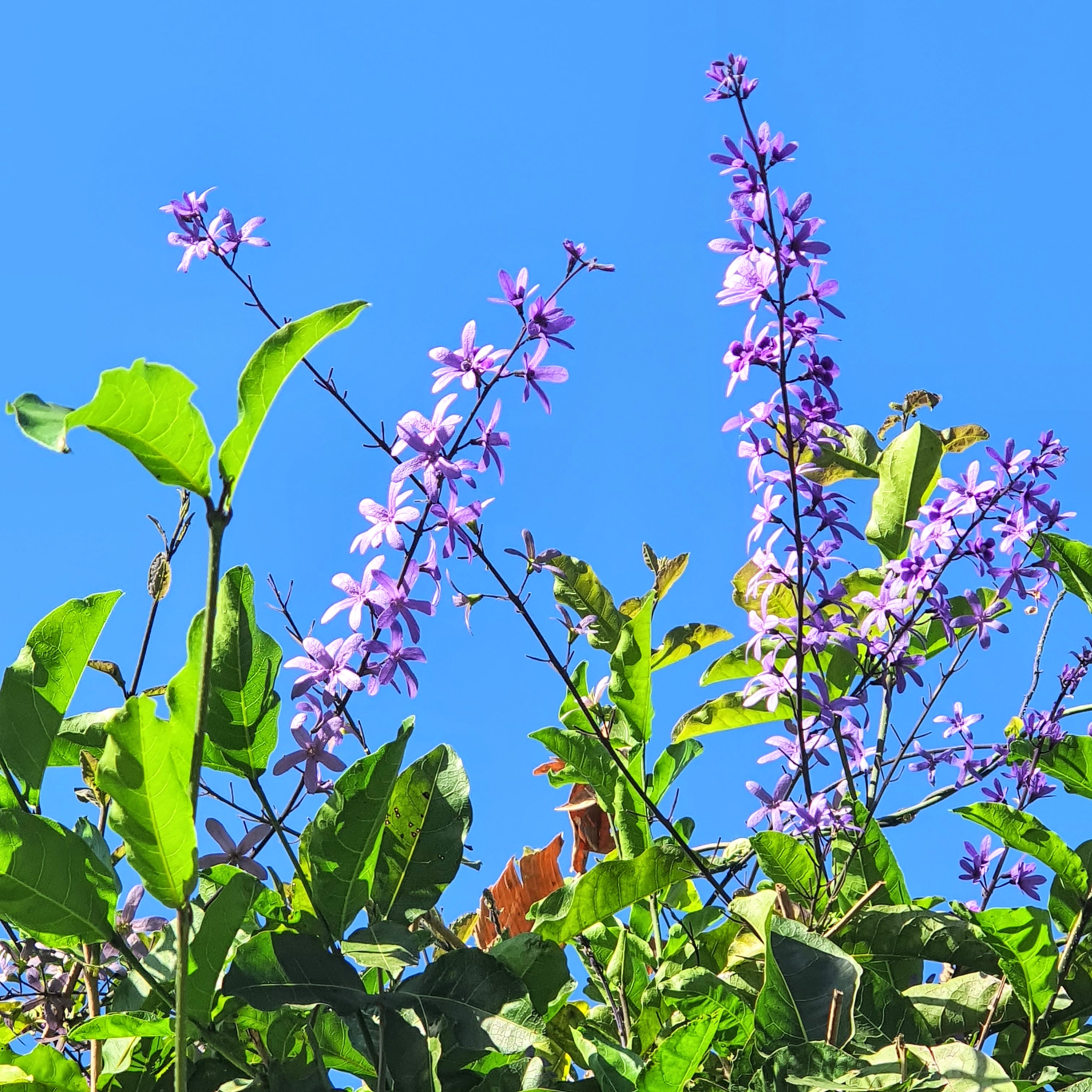 Inflorescências roxas da viuvinha que, em contraste com o céu azul, traz um belo efeito ornamental.