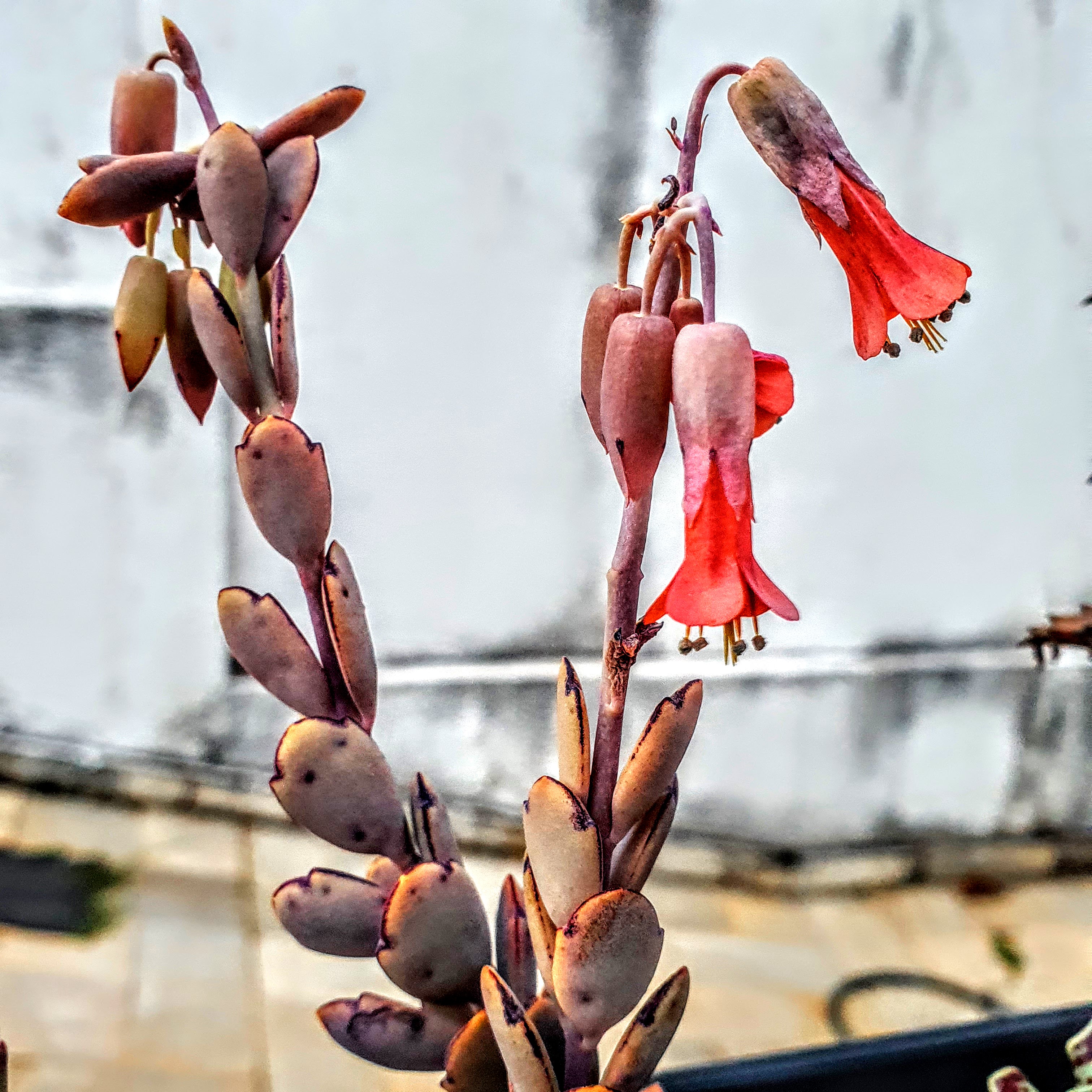 Flores do kalanchoe-fantasma.