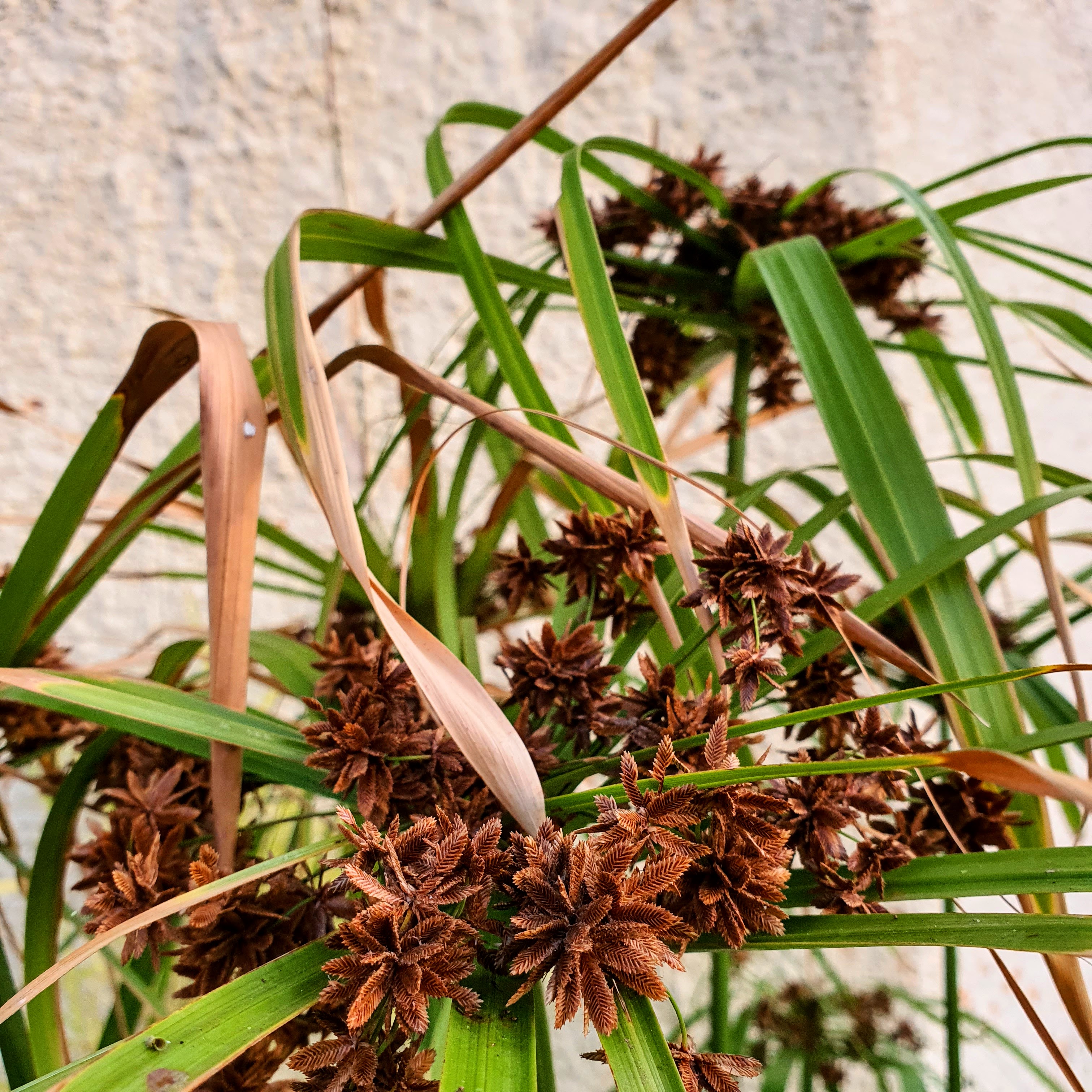 Em detalhe, inflorescências da planta-umbela.