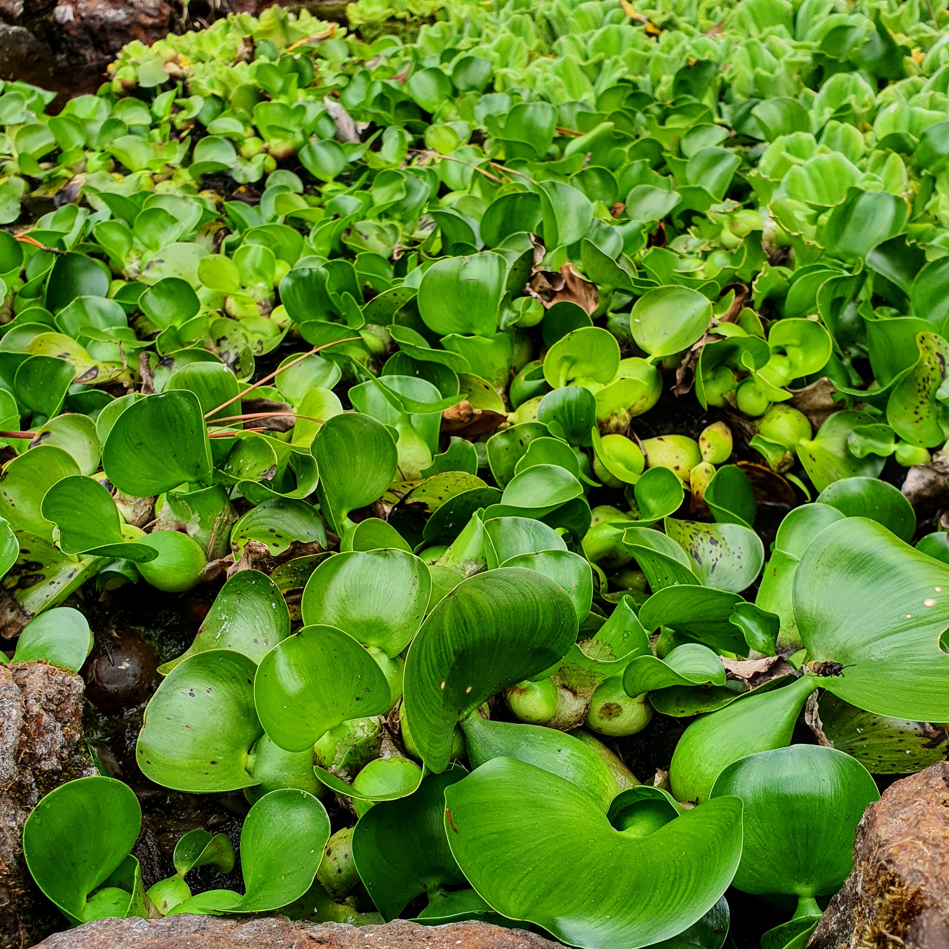 Folhas verdes do aguapé.