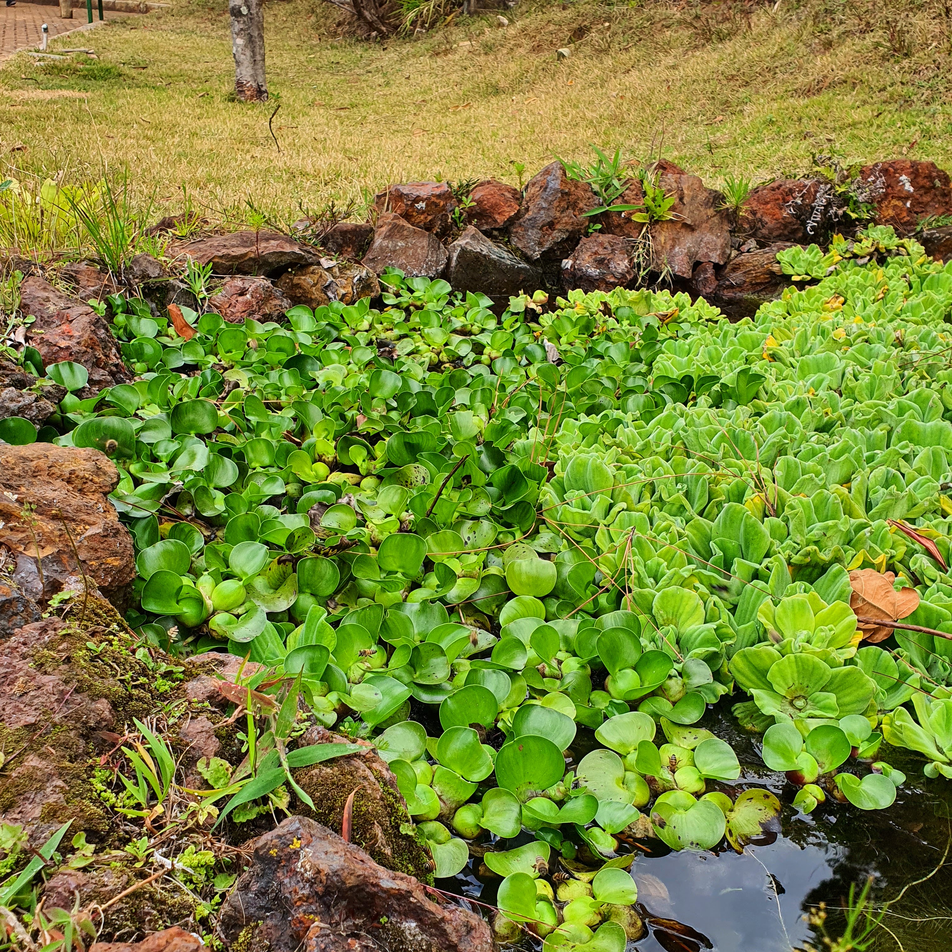 Aguapé em lagoa artificial na entrada do Parque Serra do Curral, em BH.