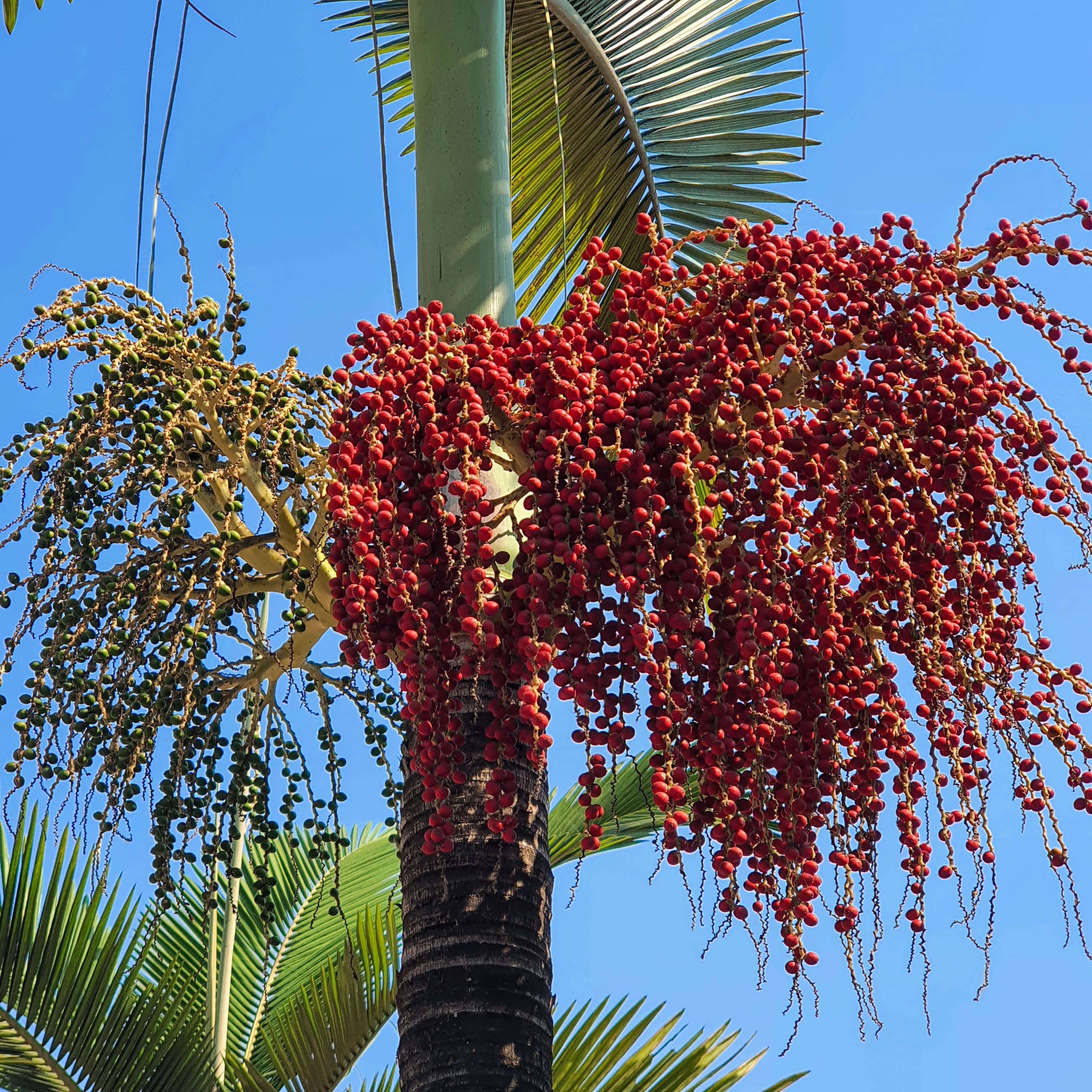 🔥 PALMEIRAAAAAAAS : pescocofino