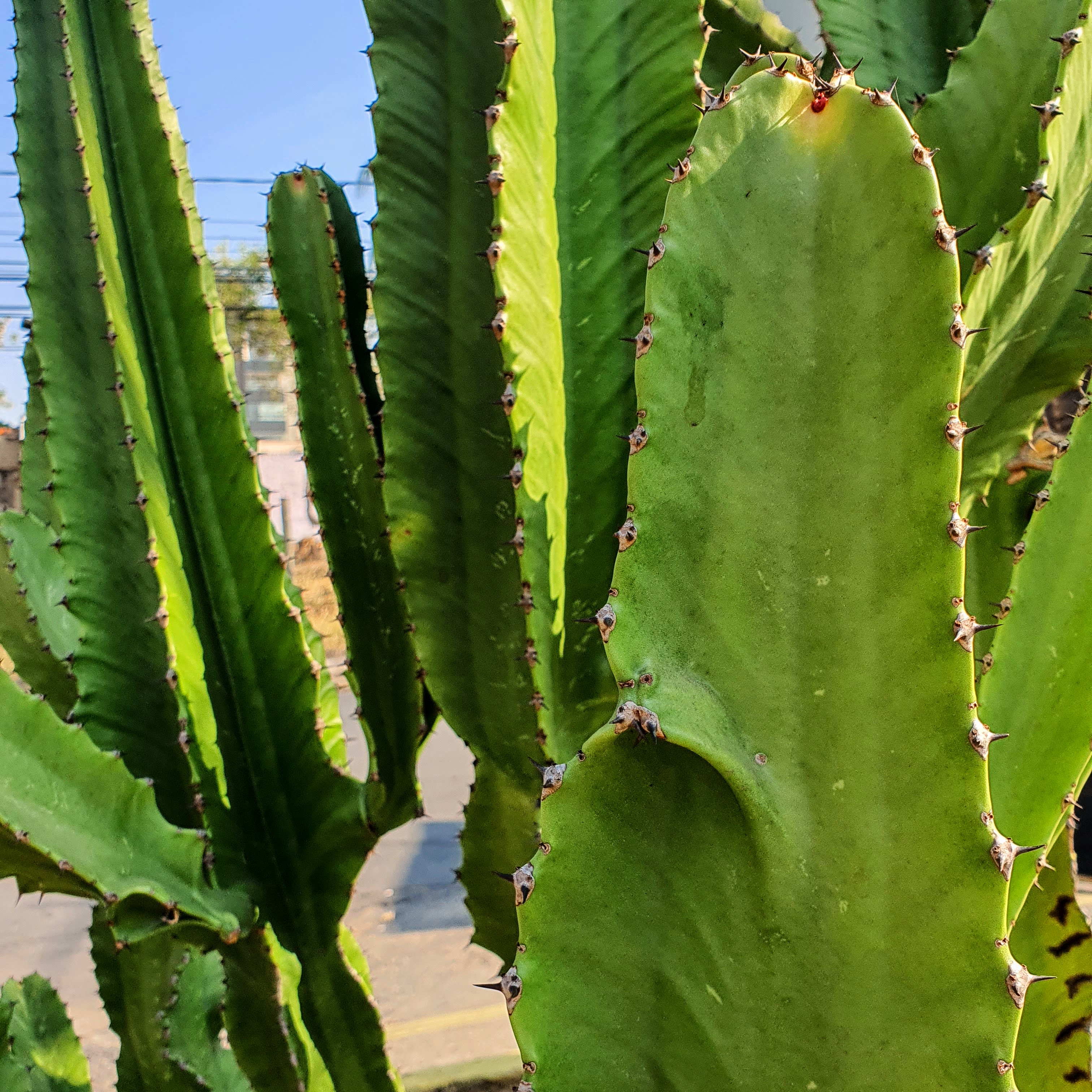 Euphorbia ingens - cacto candelabro | Biologia da Paisagem