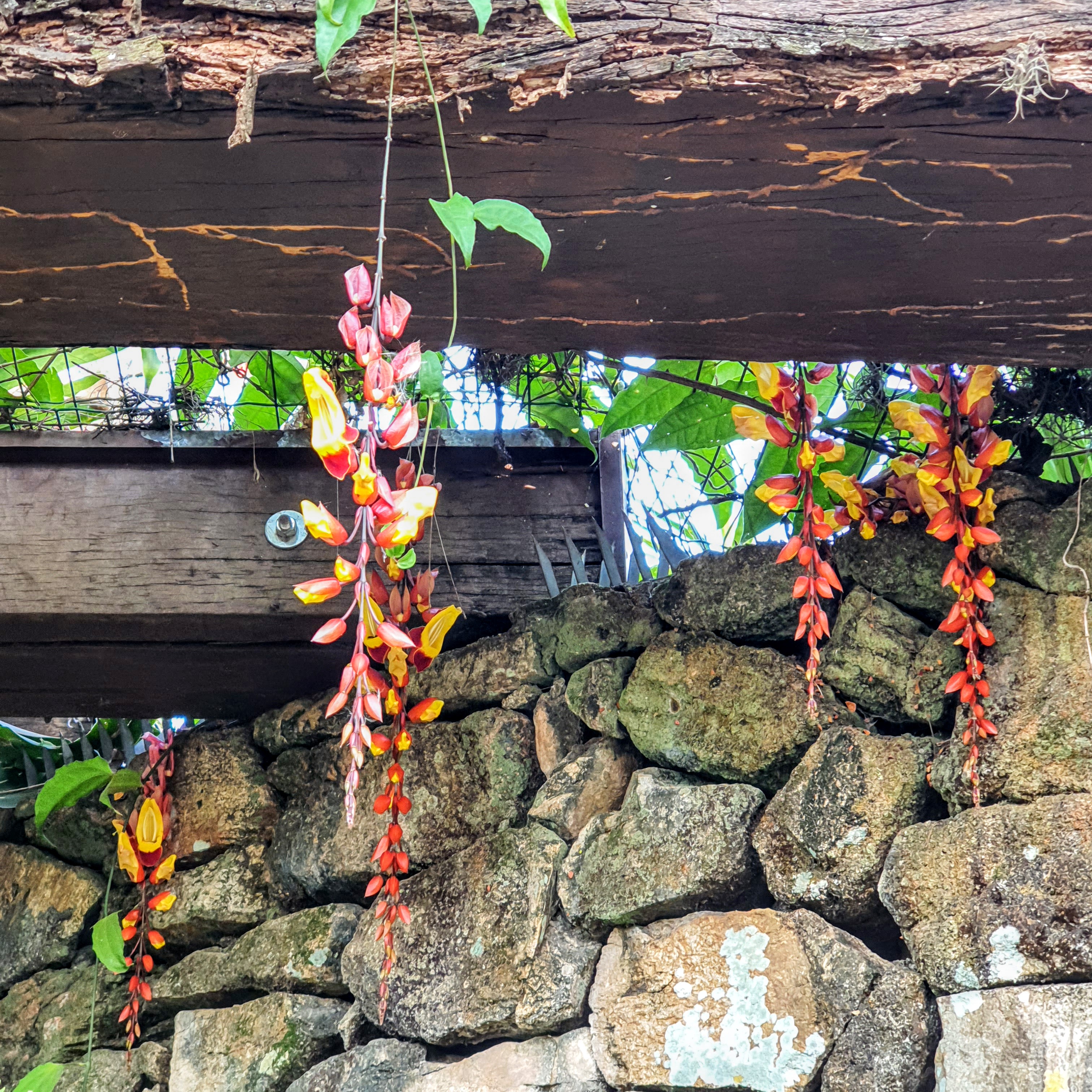 Sapatinho de judia (Thunbergia mysorensis)